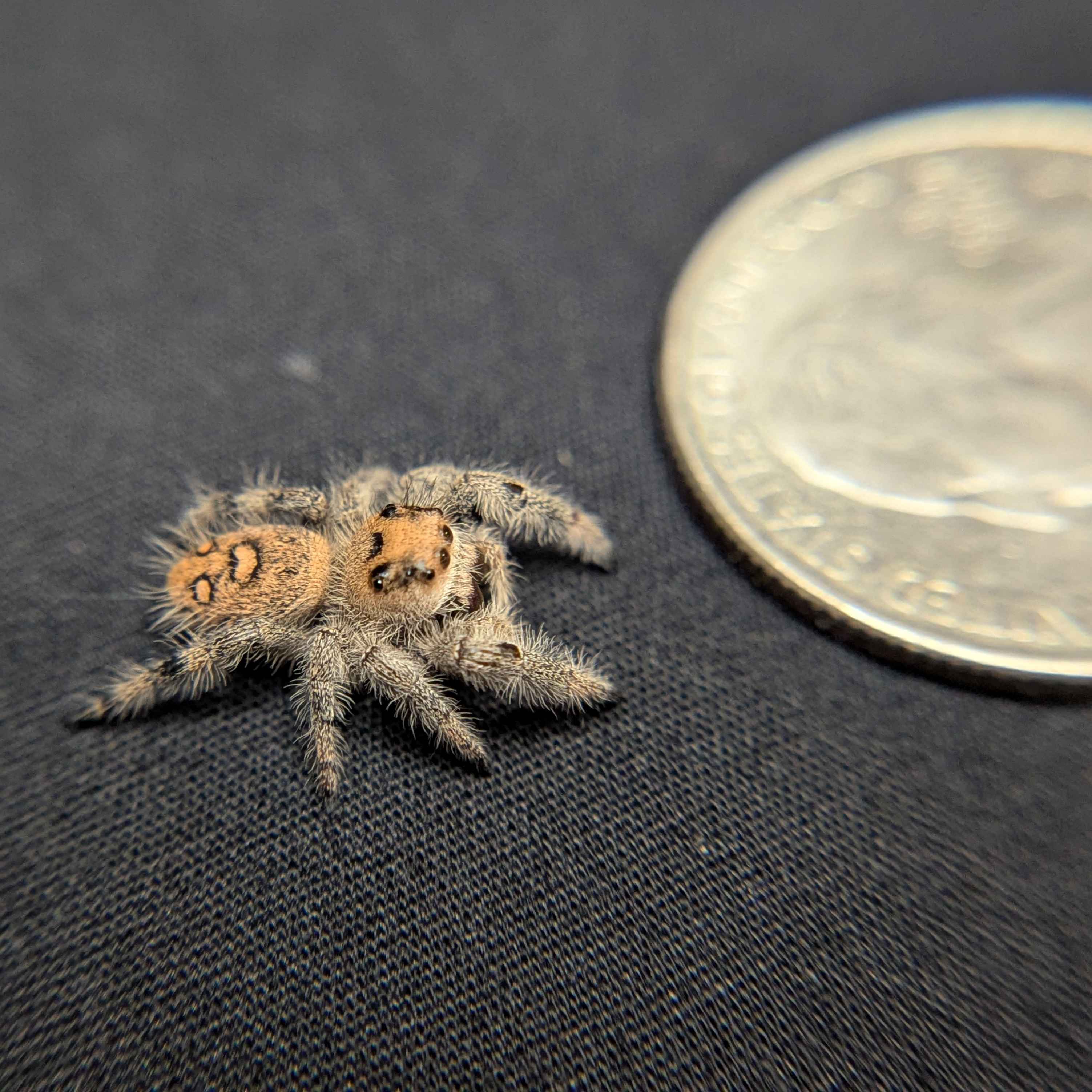 Regal Jumping Spider "Coffee"