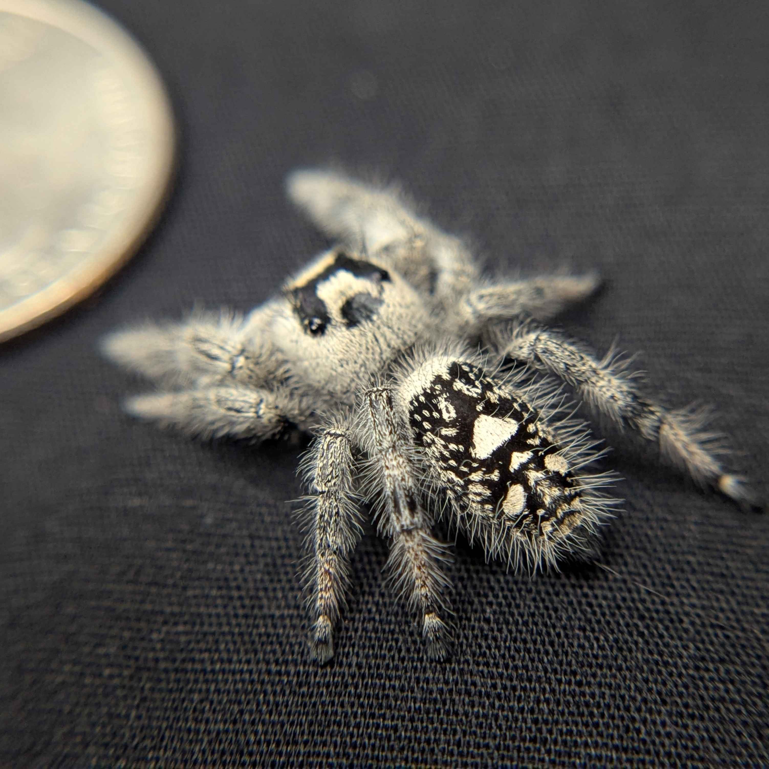 Regal Jumping Spider "Violet"