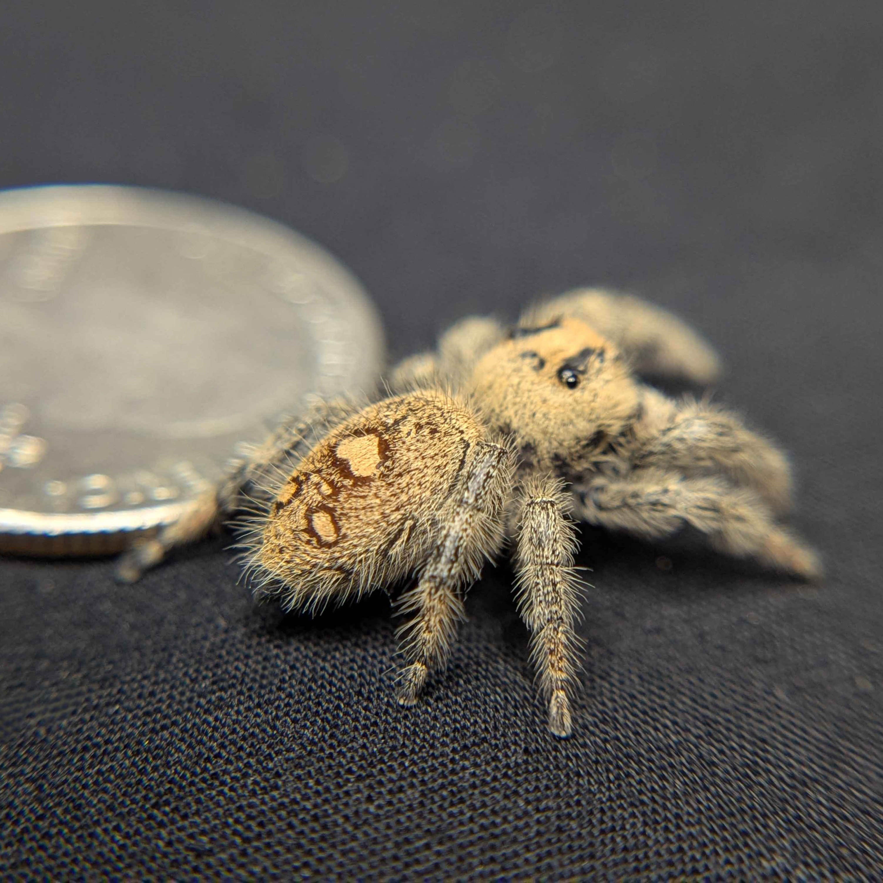 Female Regal Jumping Spider "Limeade" - Side View