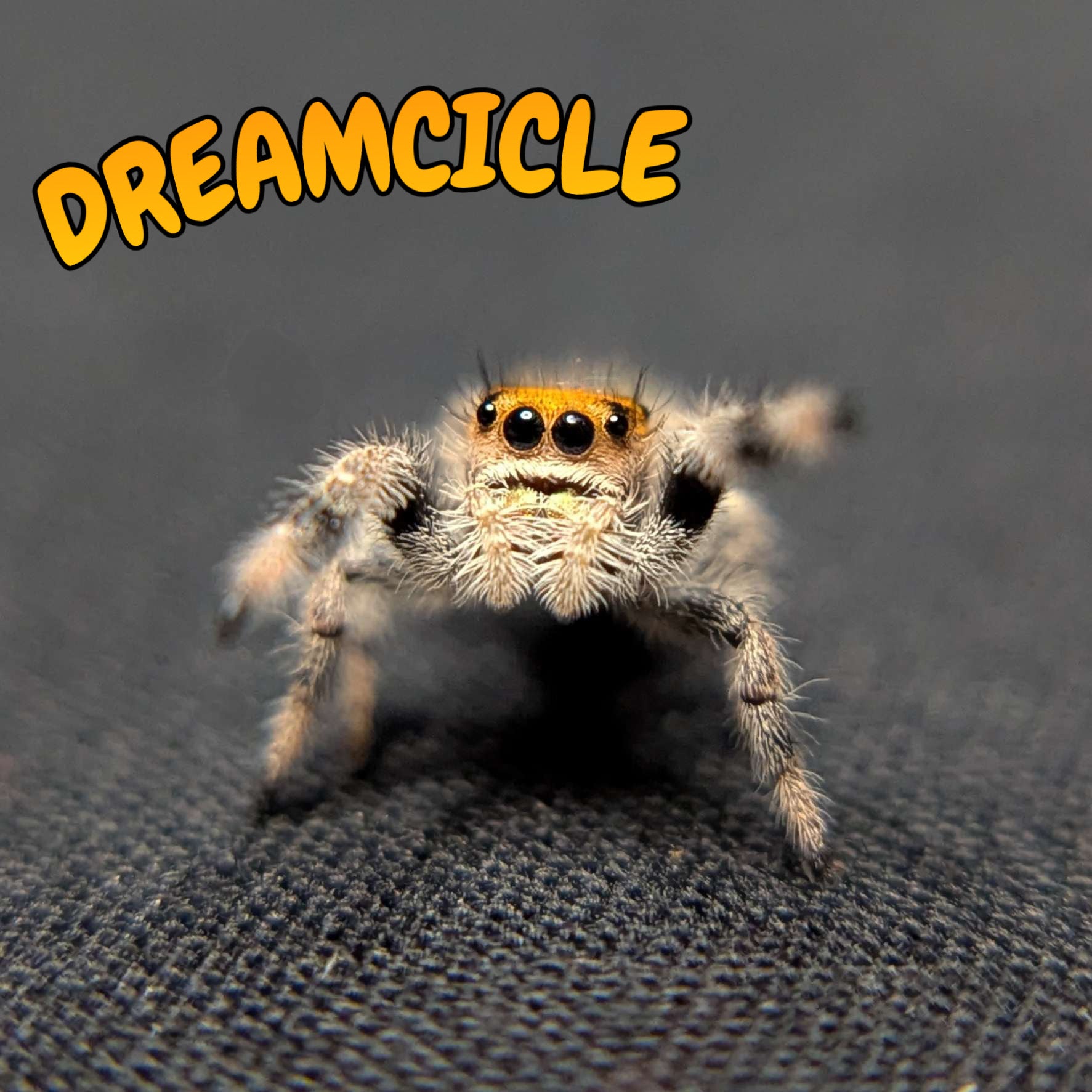 Regal Jumping Spider "Dreamcicle"