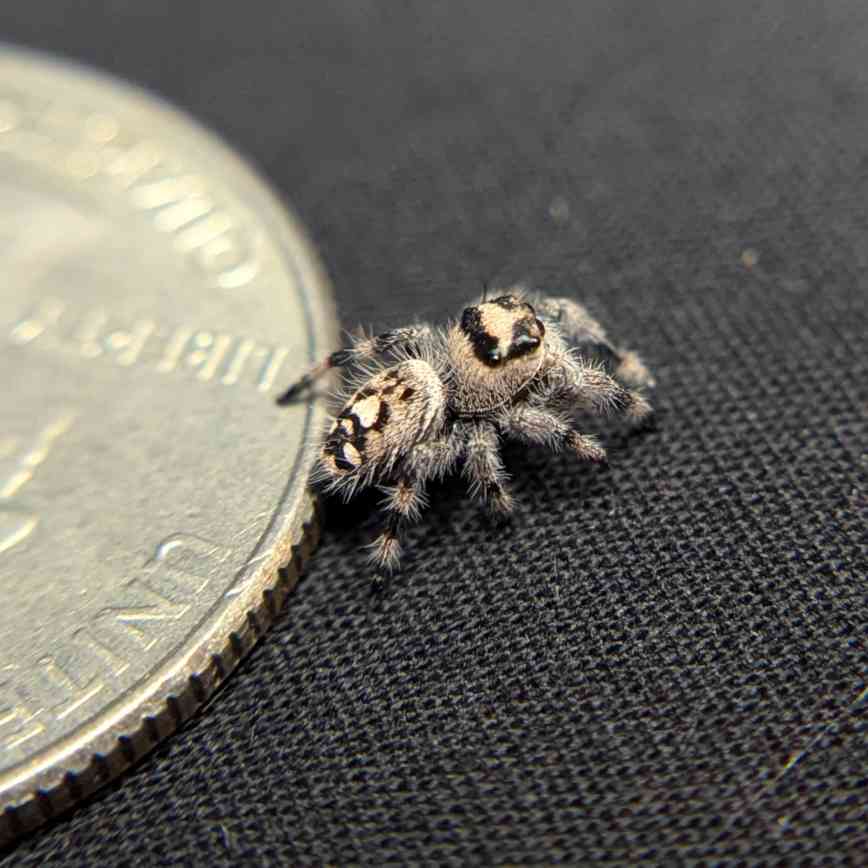 Regal Jumping Spider "Gentle"