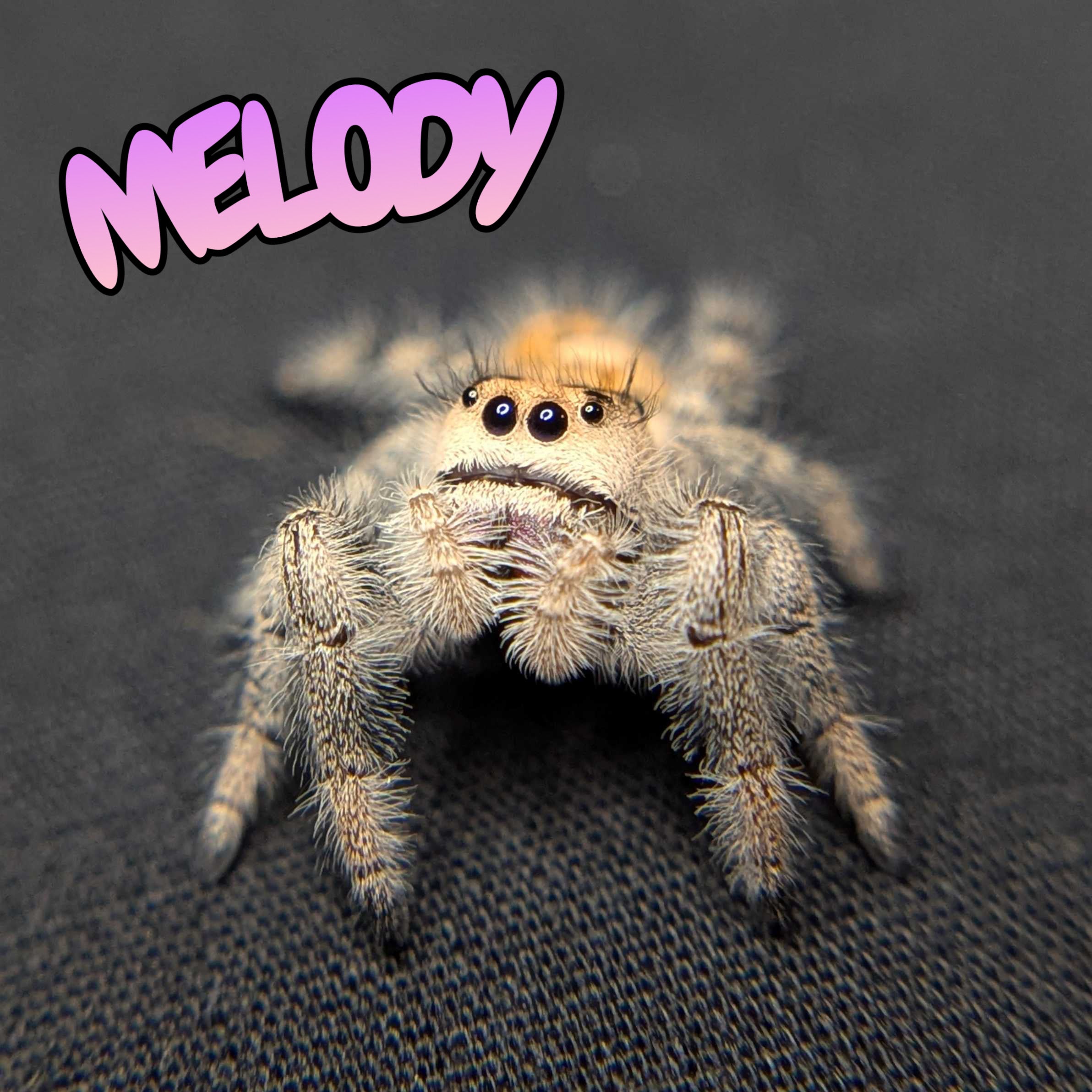Regal Jumping Spider "Melody"
