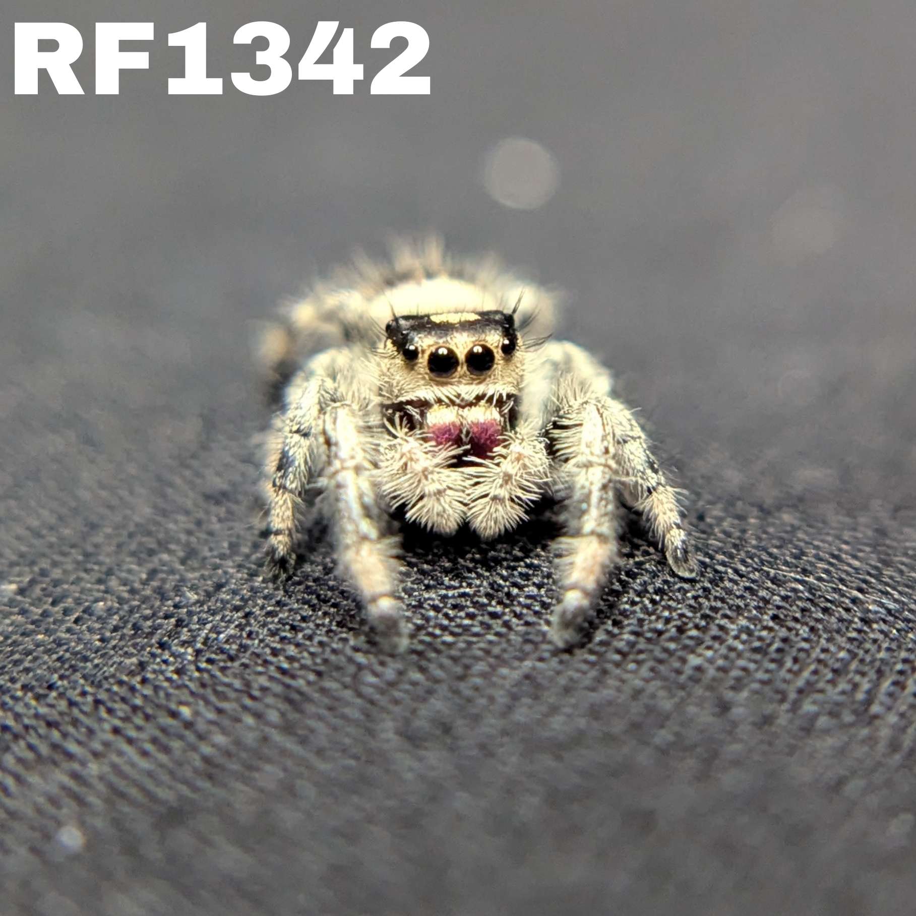 Regal Jumping Spider "Ivyplum"