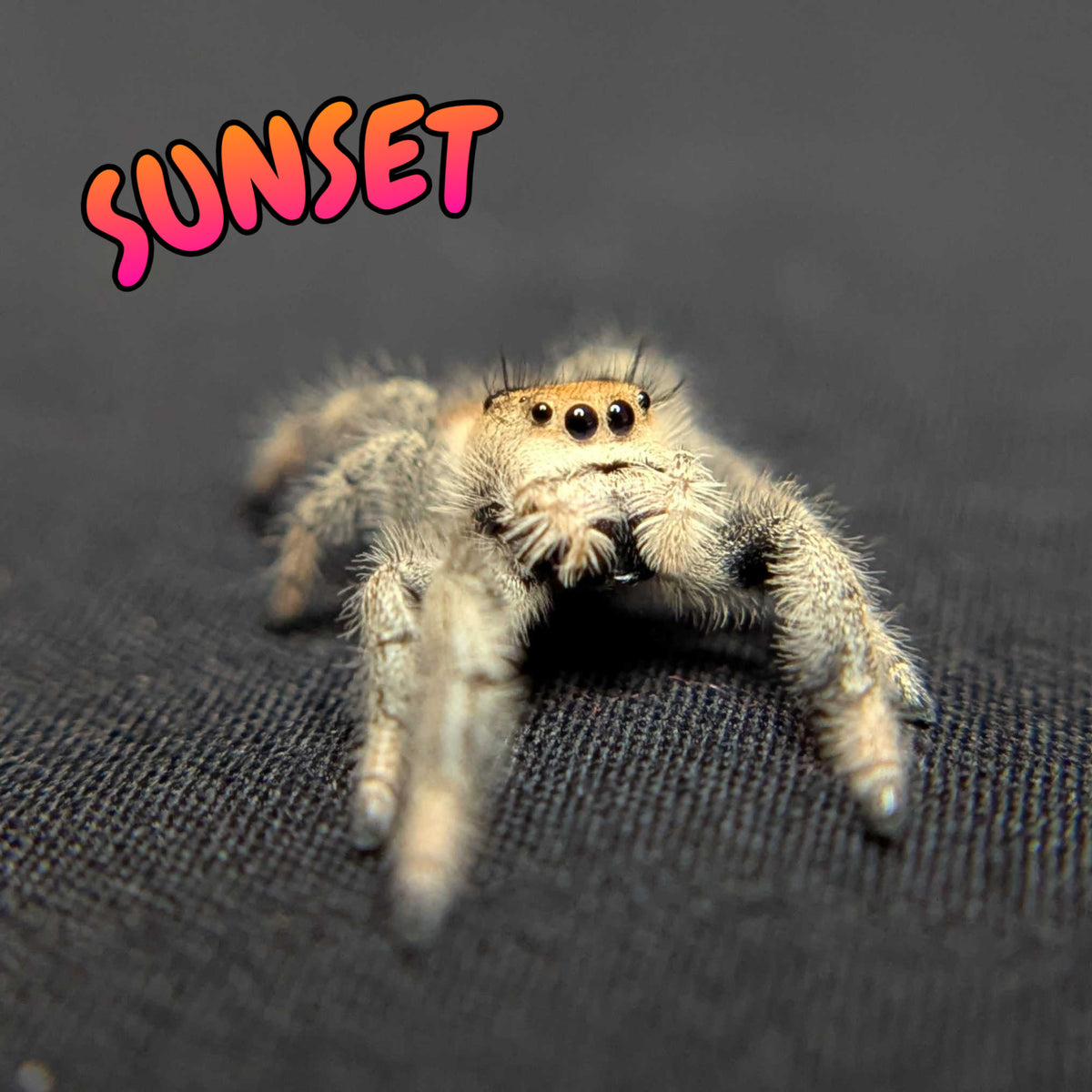 Regal Jumping Spider "Sunset"