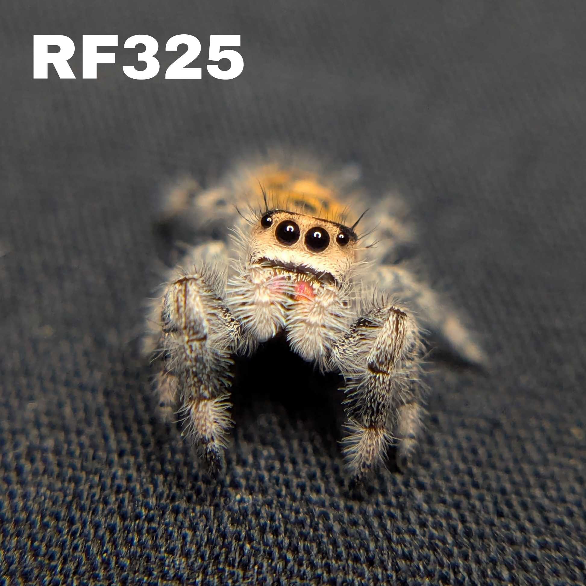Regal Jumping Spider "Tart"