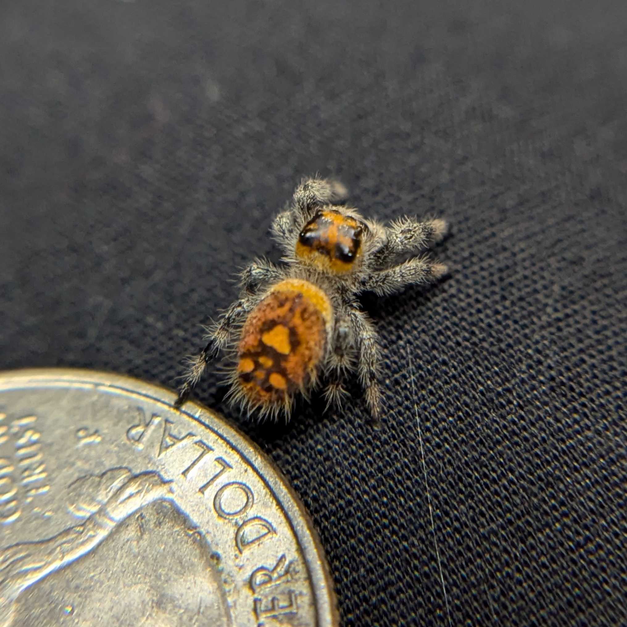 Regal Jumping Spider "Jelly Bean"