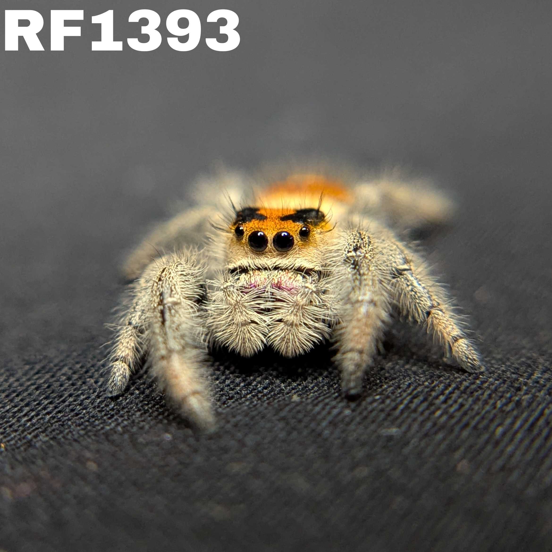 Regal Jumping Spider "Jazz"