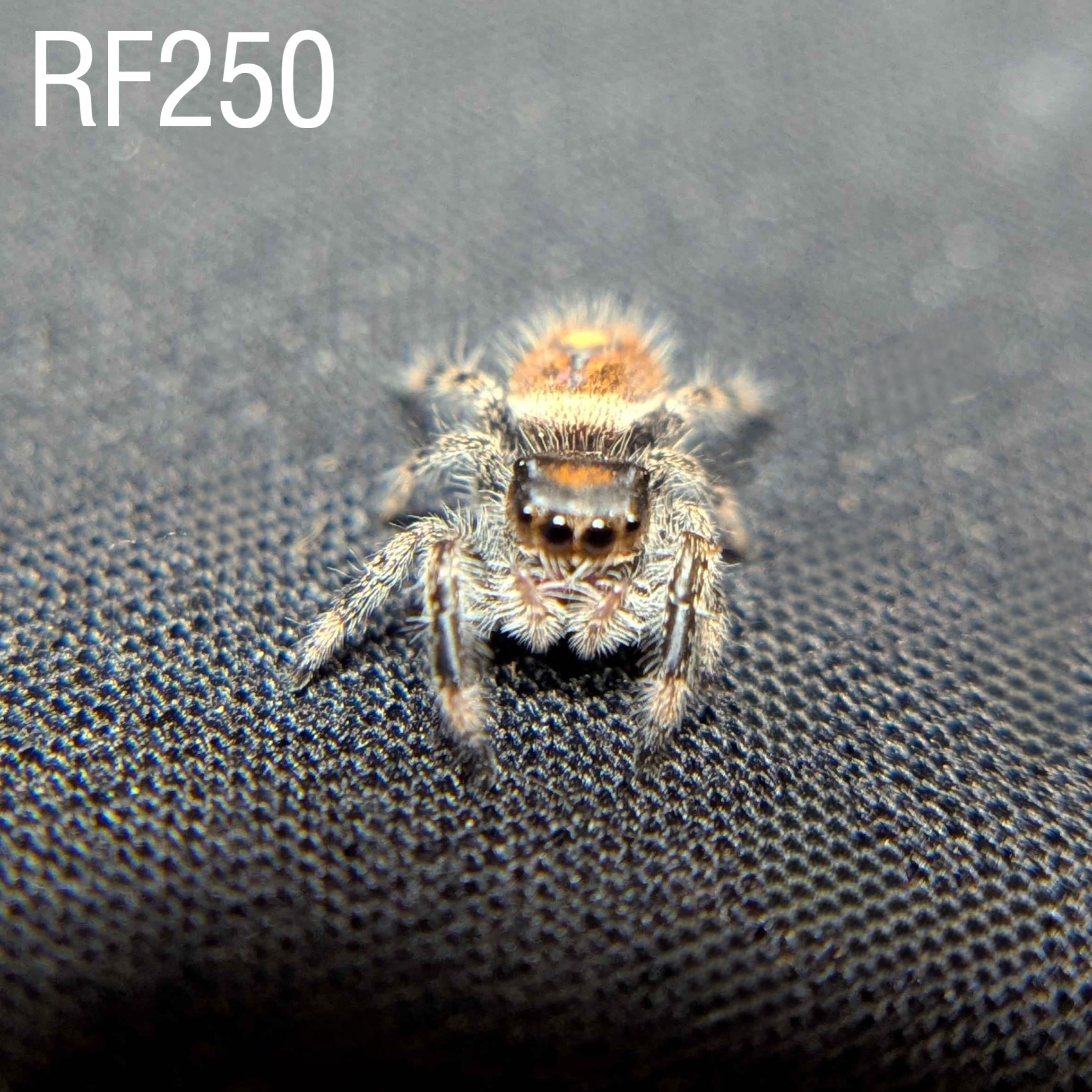 Female Regal Jumping Spider Ashen - SKU CODE
