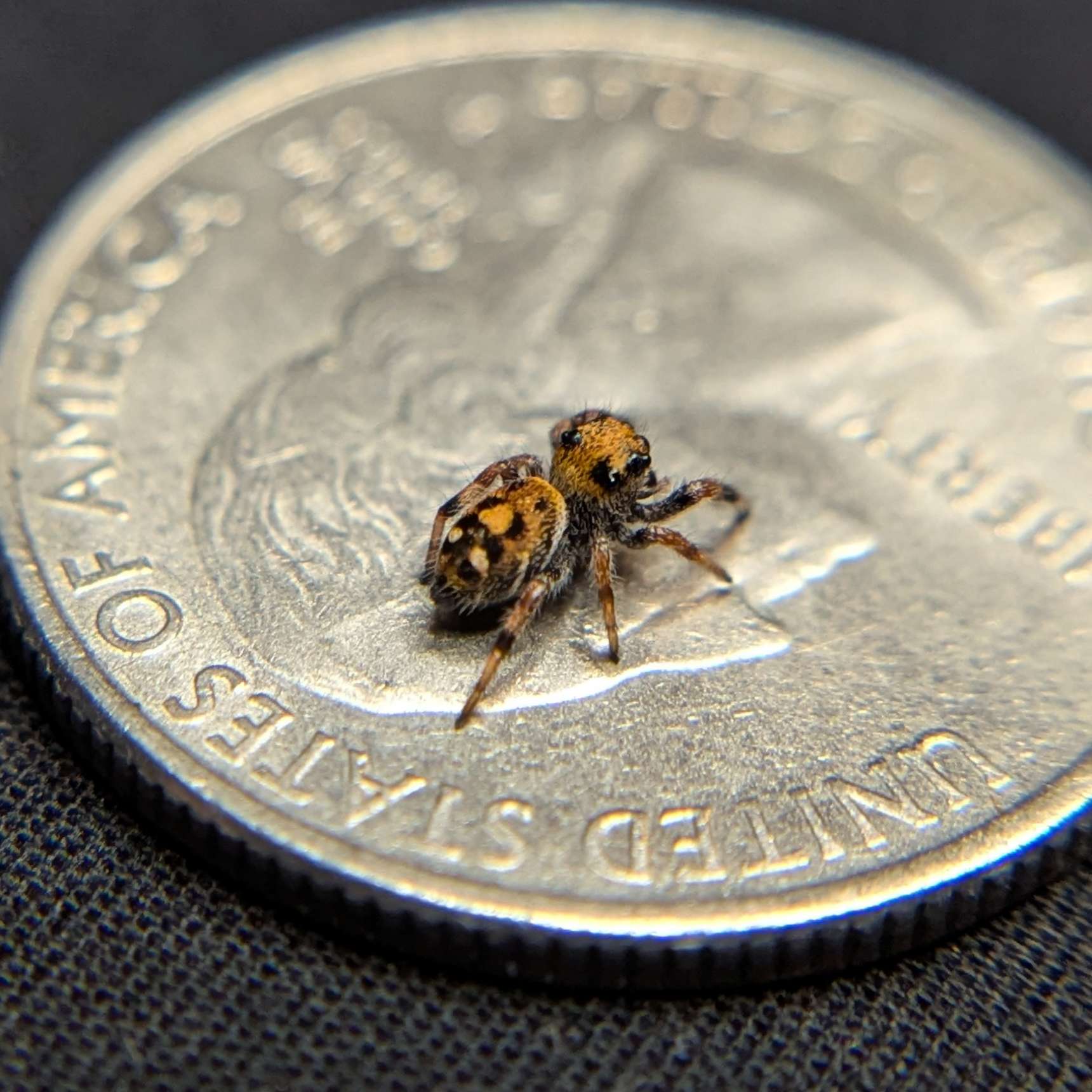 Regal Jumping Spider "Tropical"