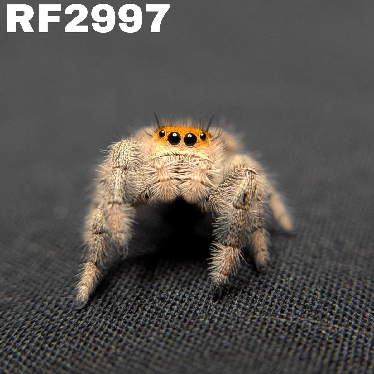 Regal Jumping Spider "Marzipan"