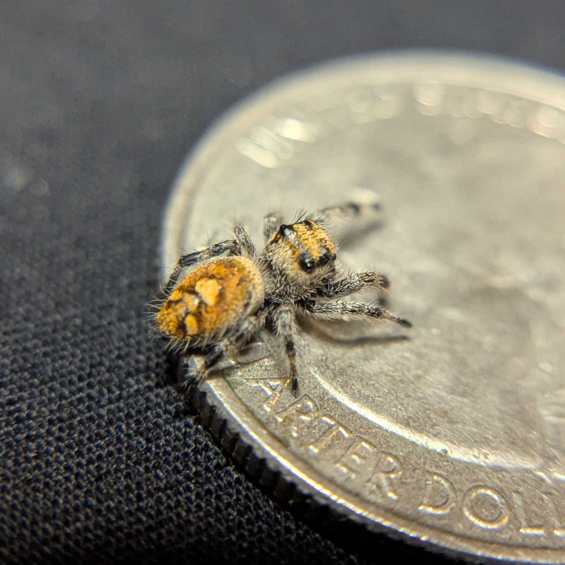 Regal Jumping Spider “Shortbread”