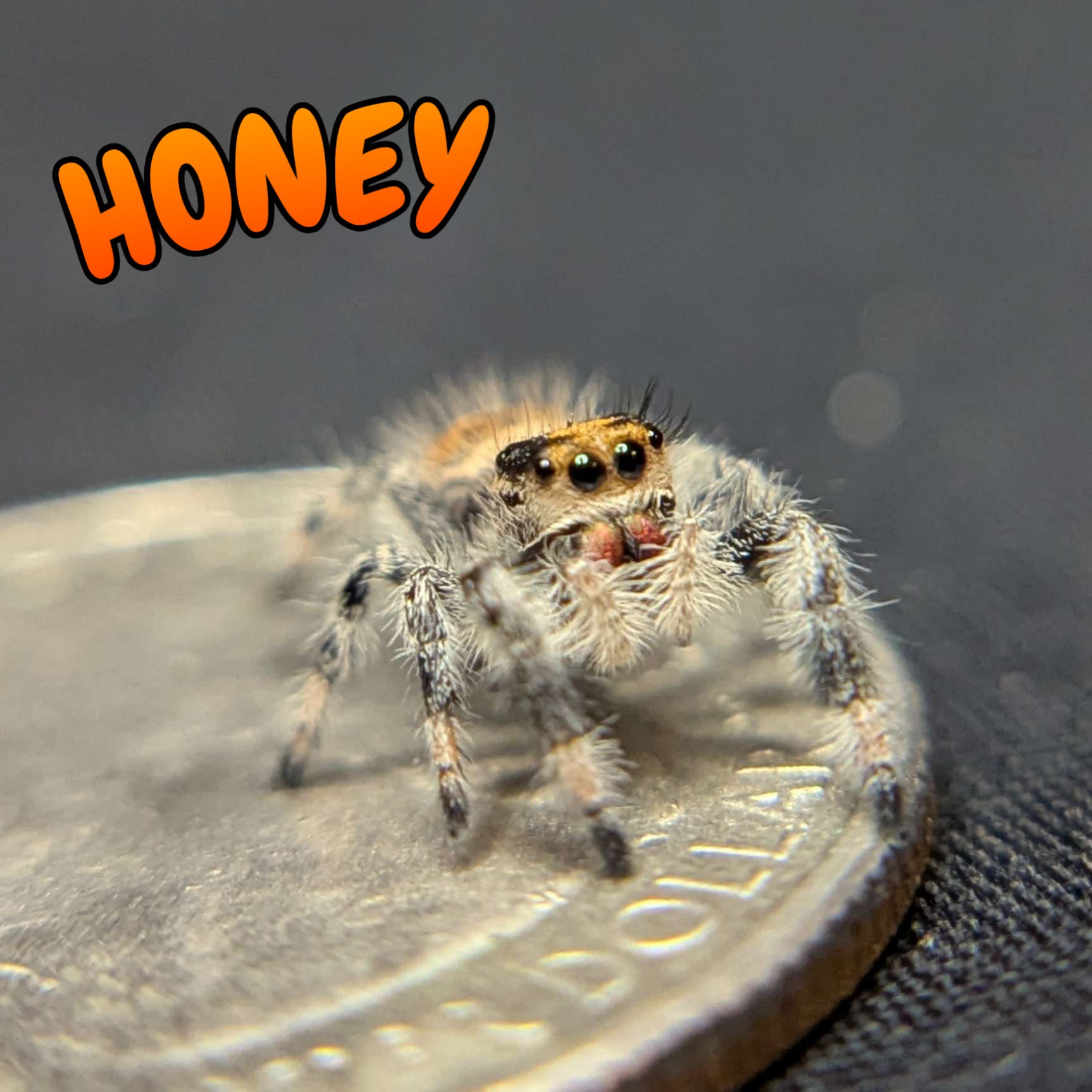 Regal Jumping Spider "Honey"