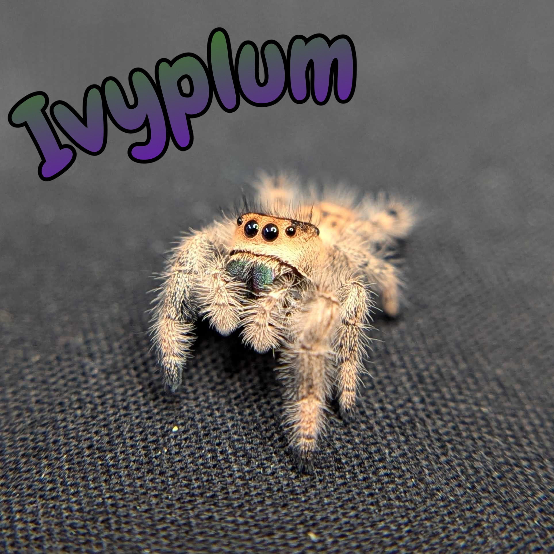 Female Regal Jumping Spider Ivyplum