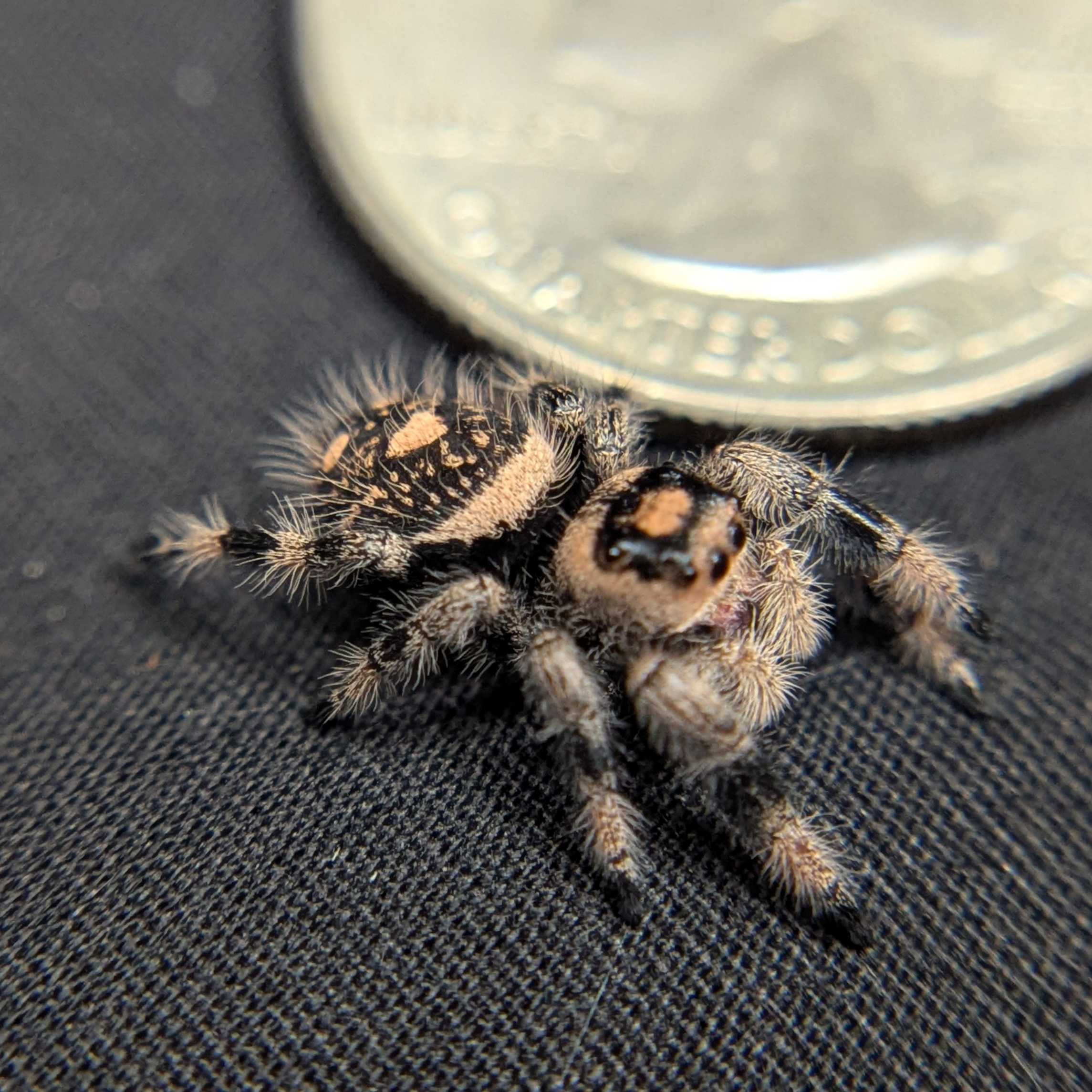 Regal Jumping Spider "Mira"