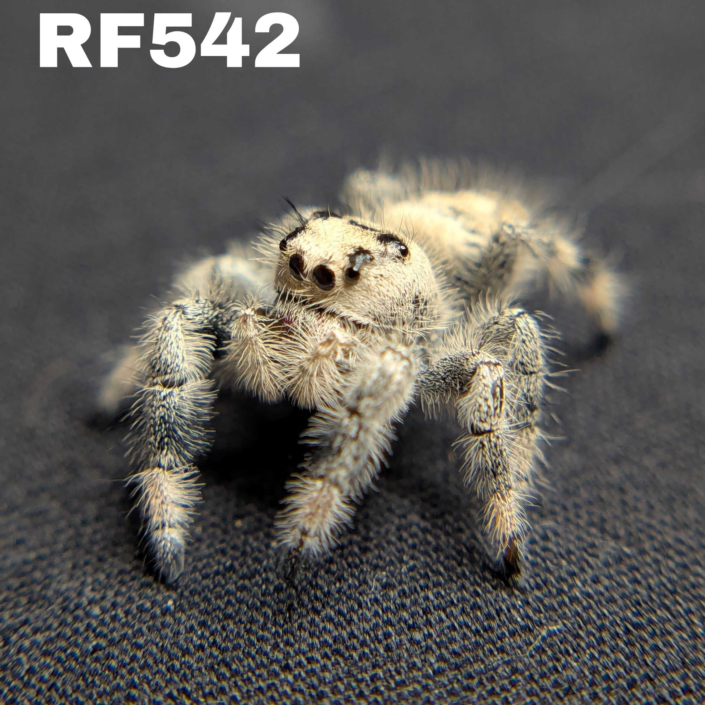 Regal Jumping Spider "Cello"