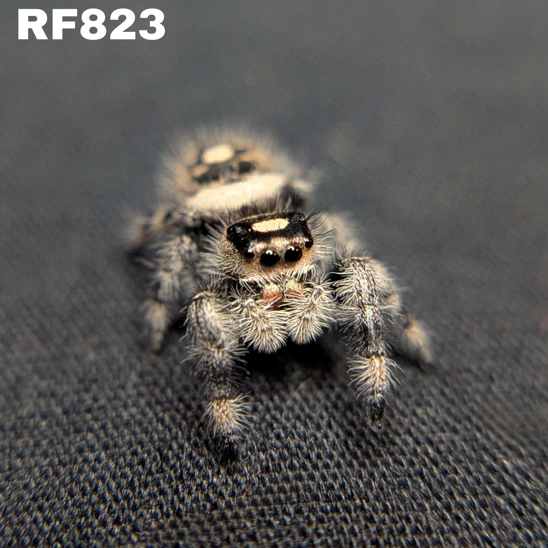Regal Jumping Spider "Raisin"