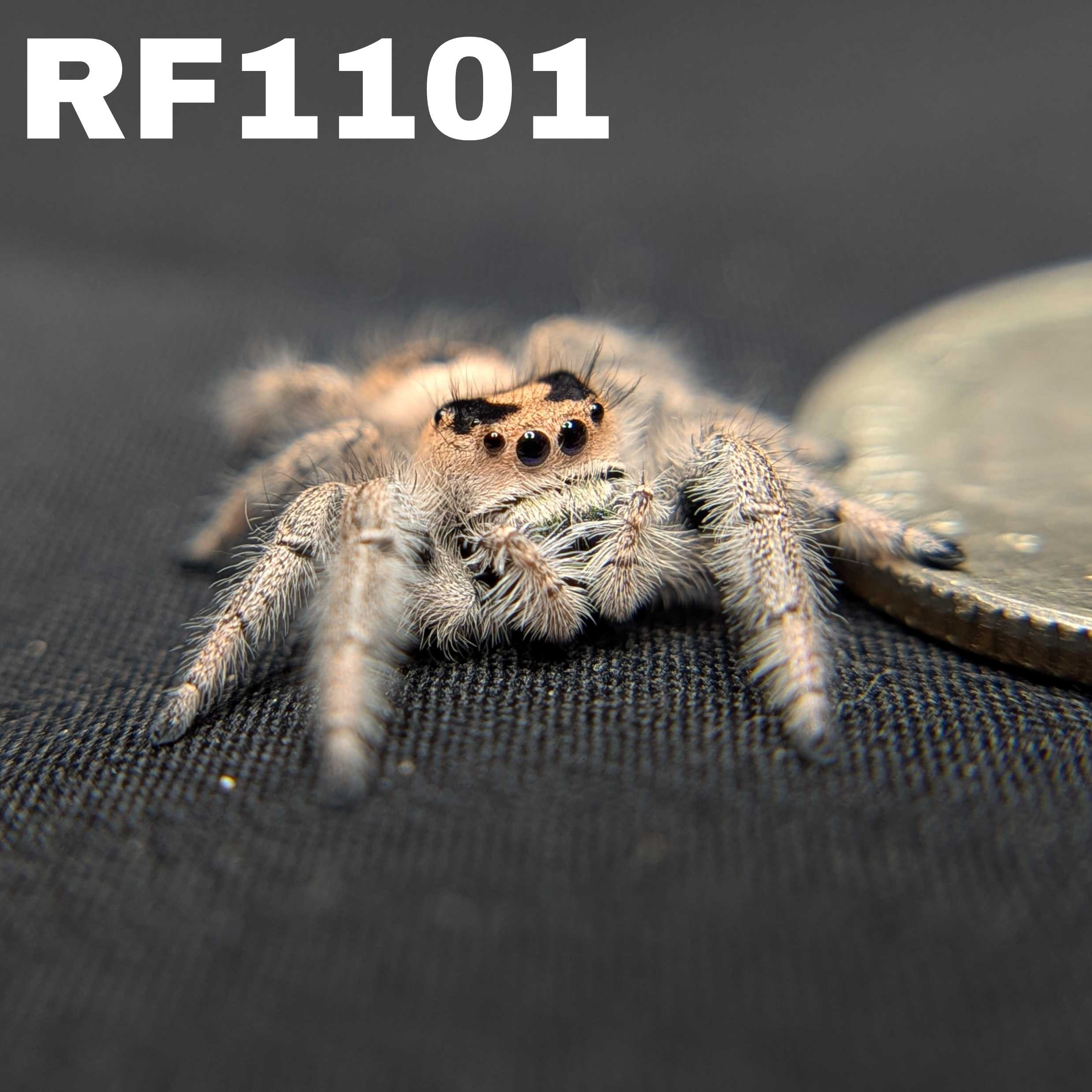 Regal Jumping Spider "Meadow"