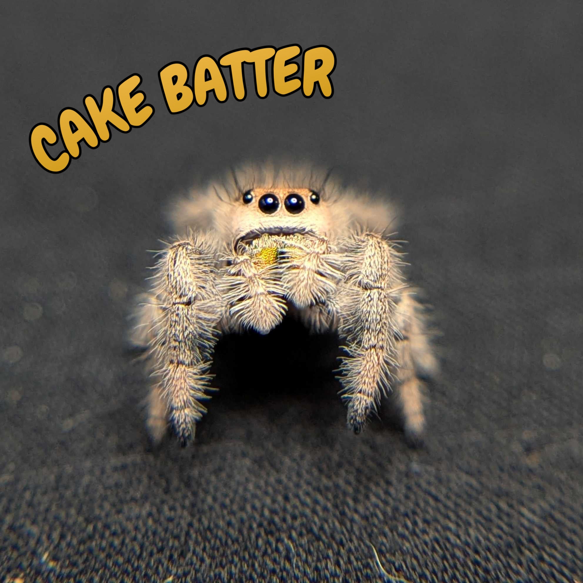 Female Regal Jumping Spider Cake Batter