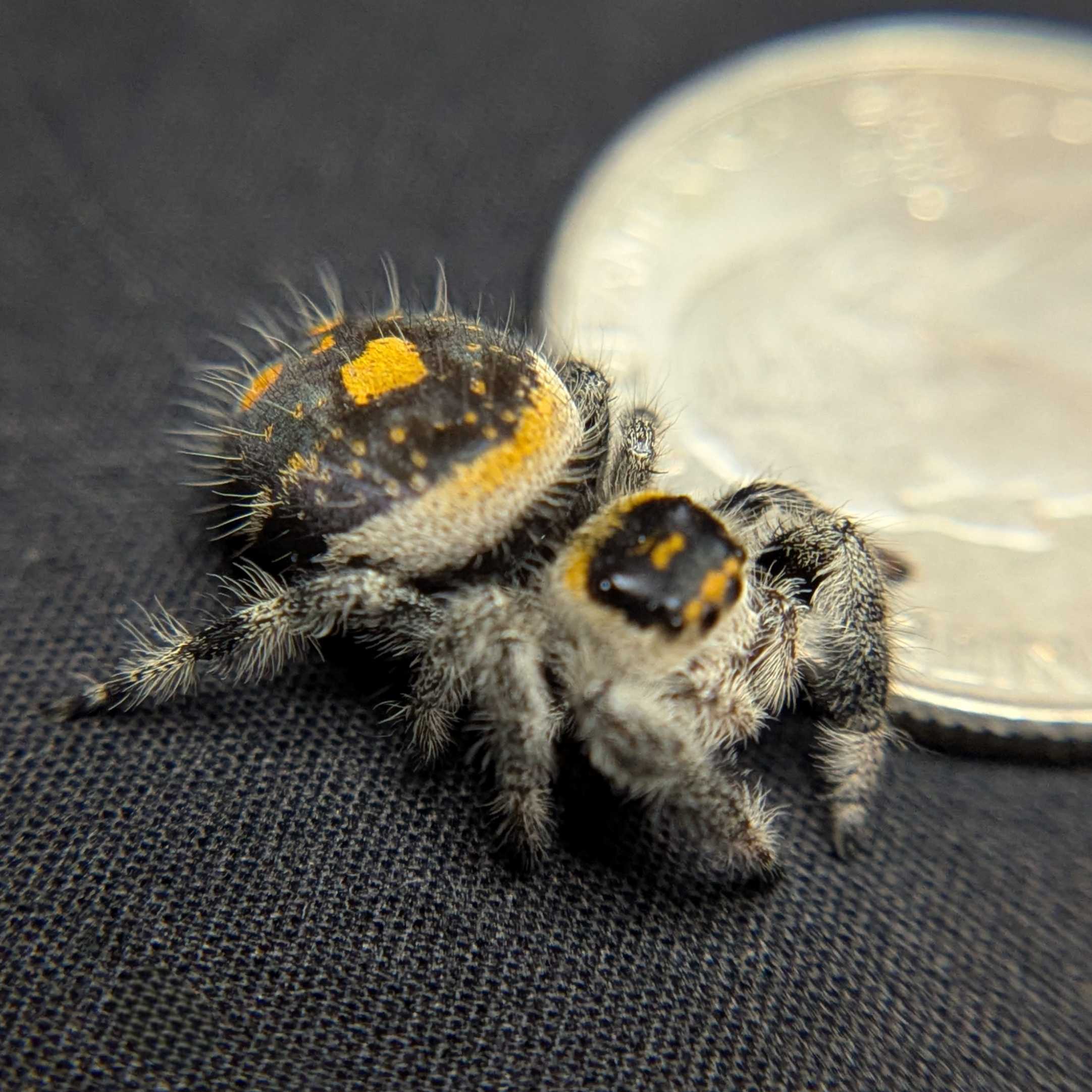 Regal Jumping Spider "Bumble"