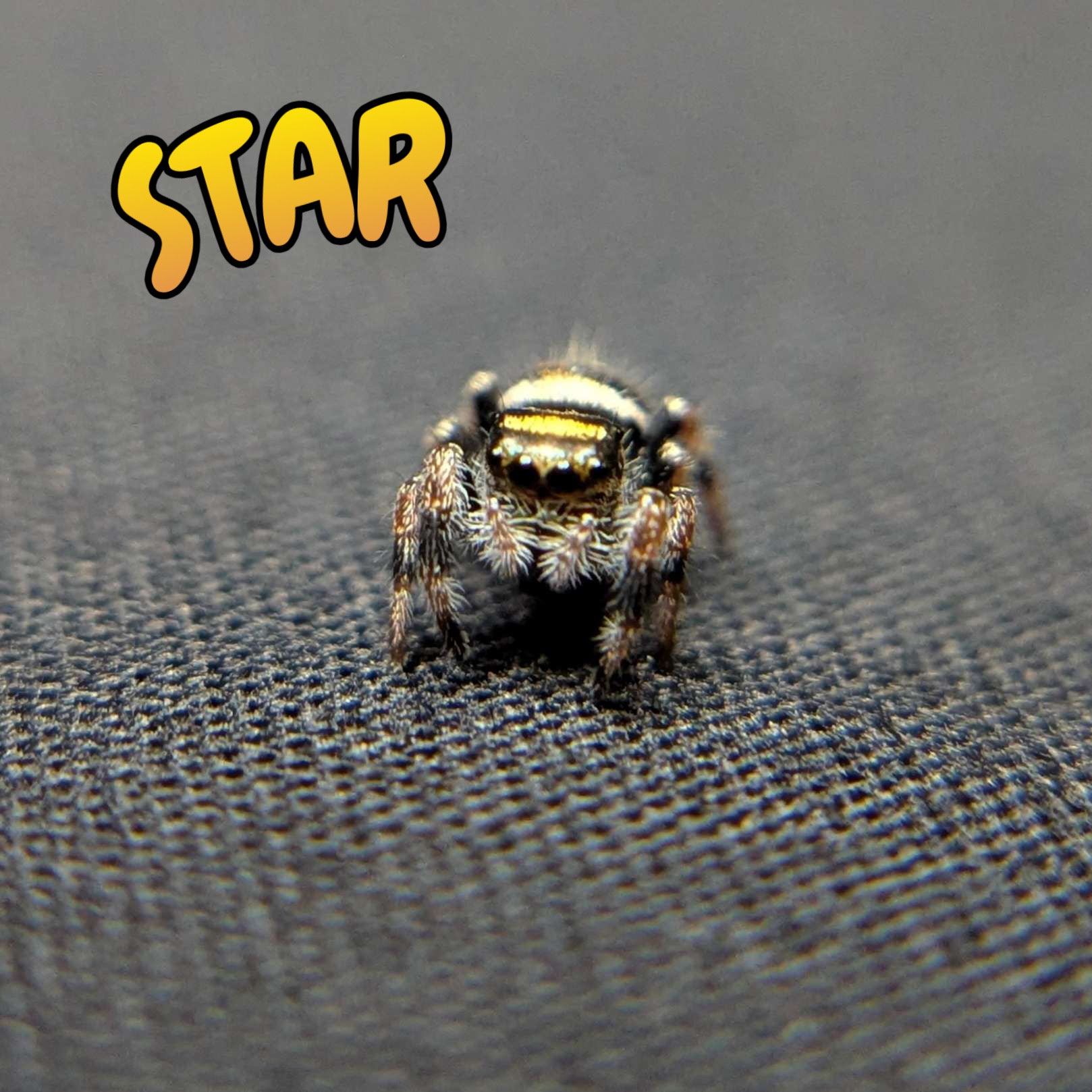 Regal Jumping Spider "Star"