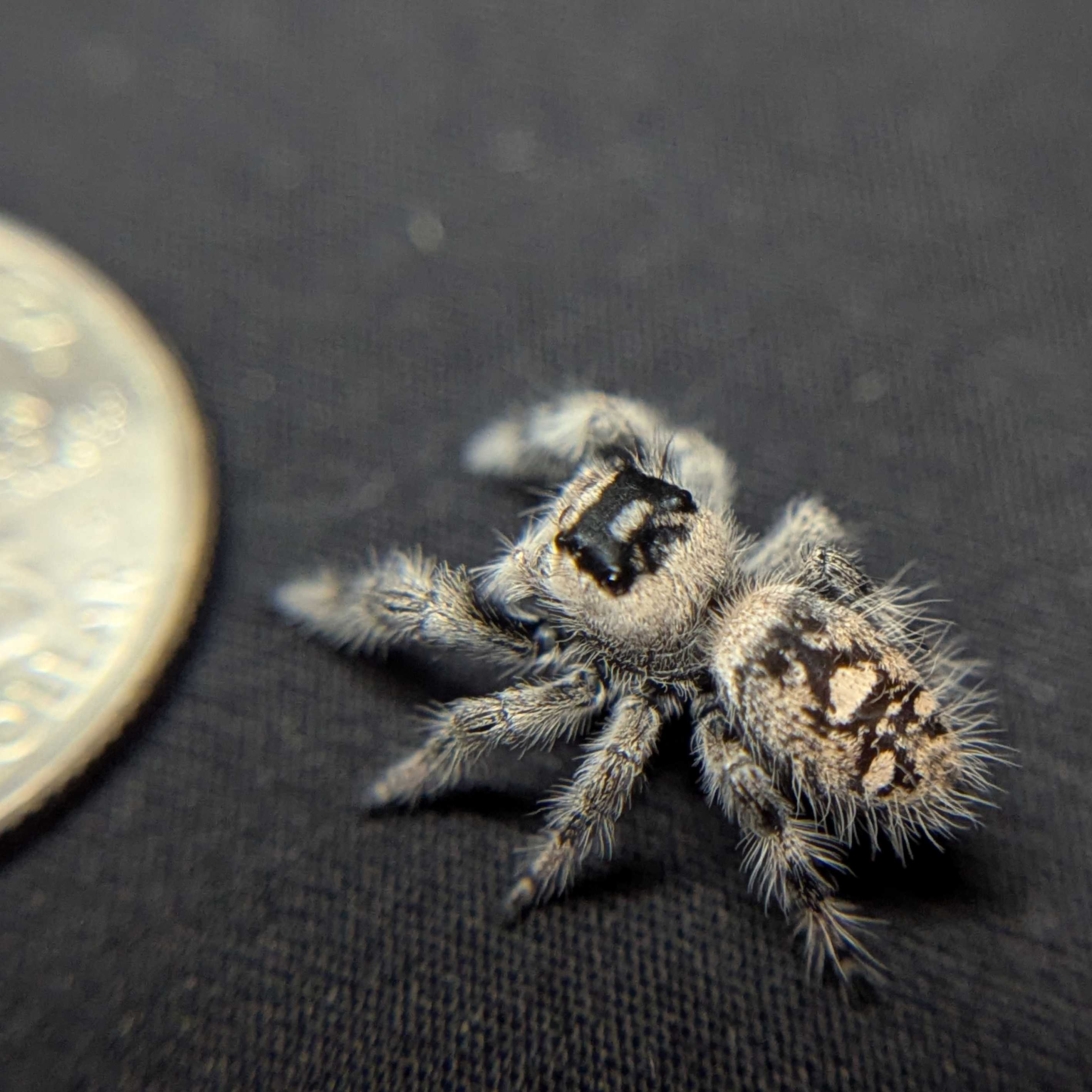Regal Jumping Spider "Ghost"