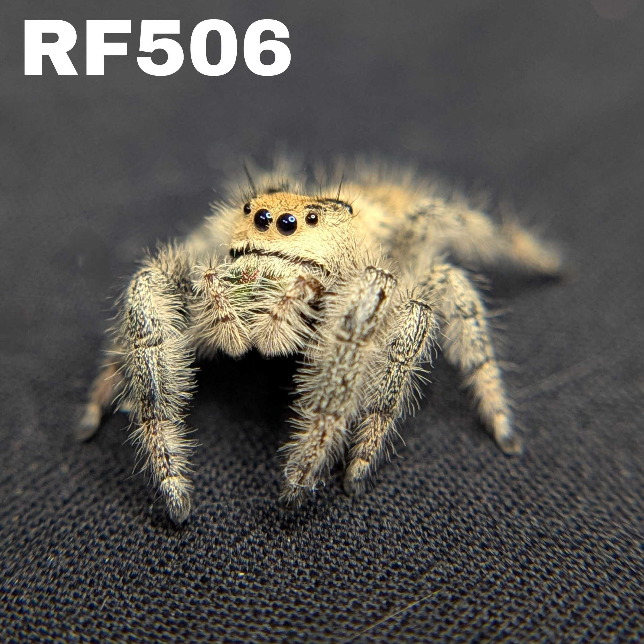 Regal Jumping Spider "Limeade"