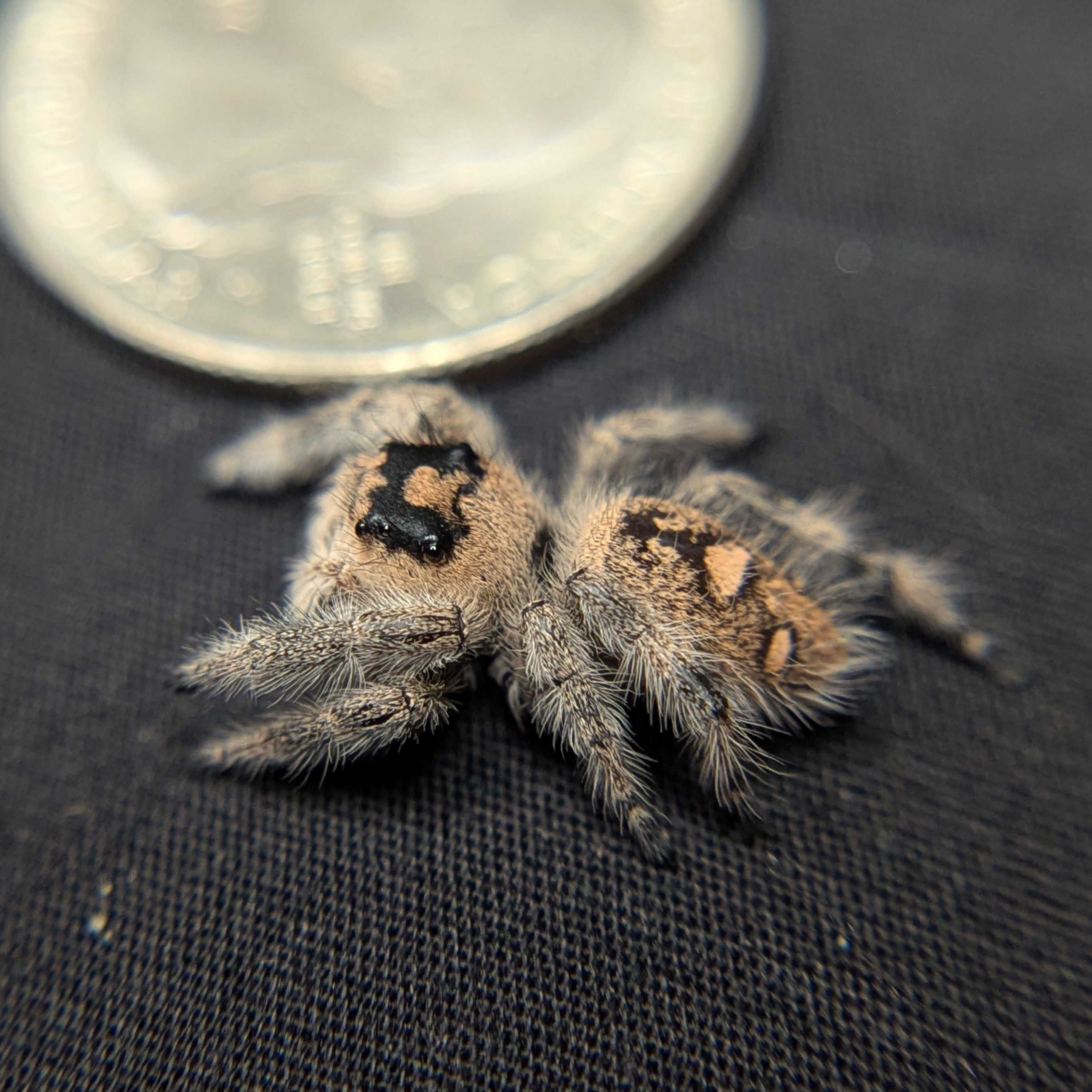 Regal Jumping Spider "Goldie"