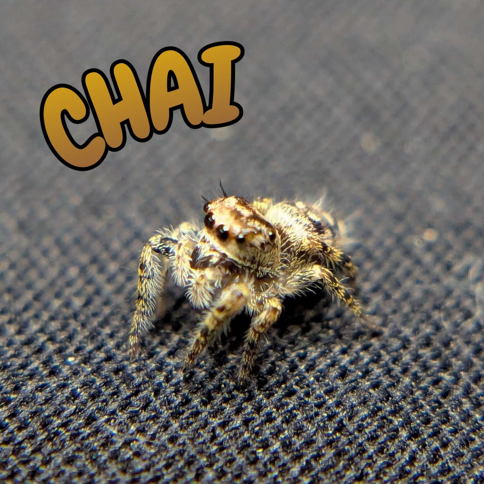 Female Otiosus Jumping Spider Chai