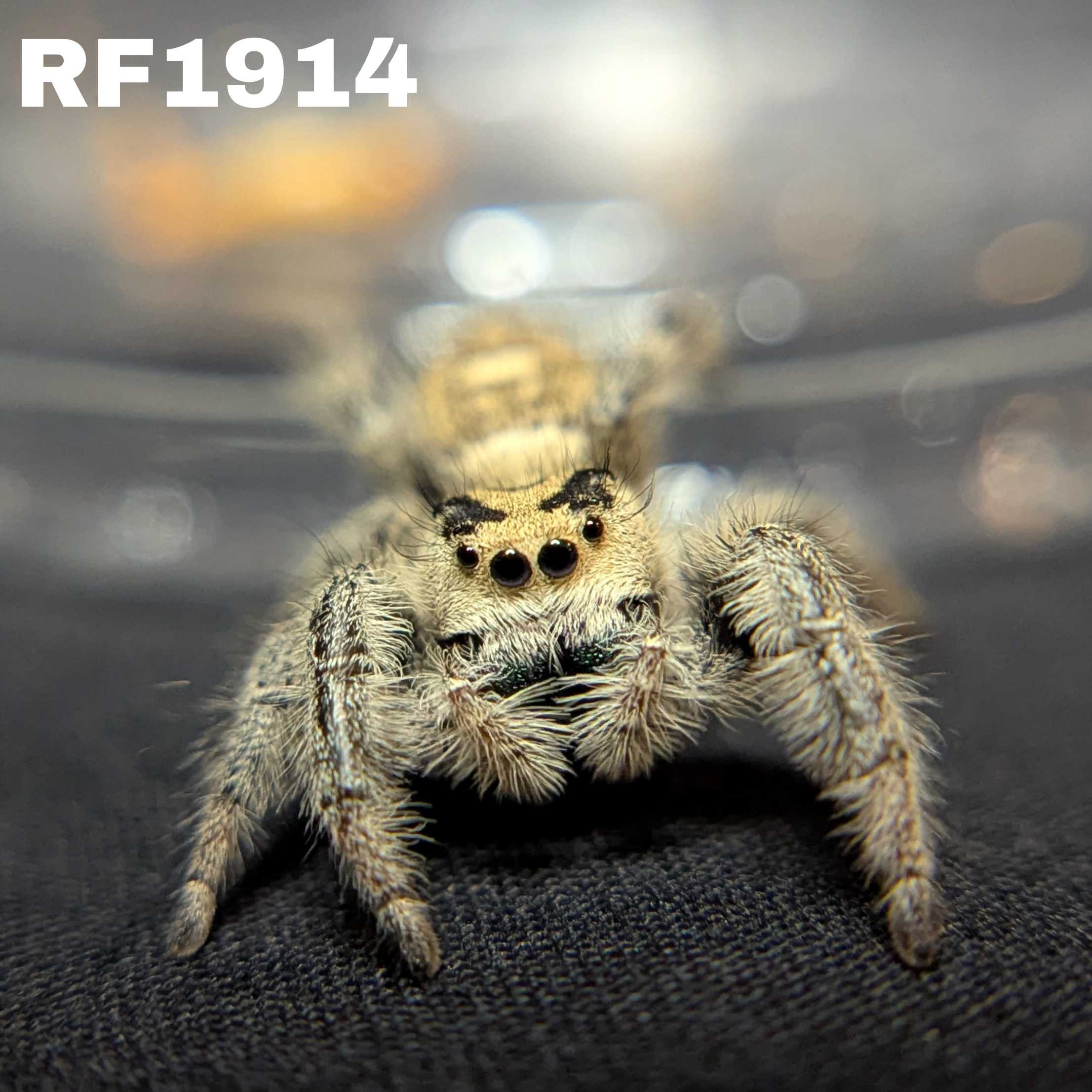 Regal Jumping Spider "Elvira"