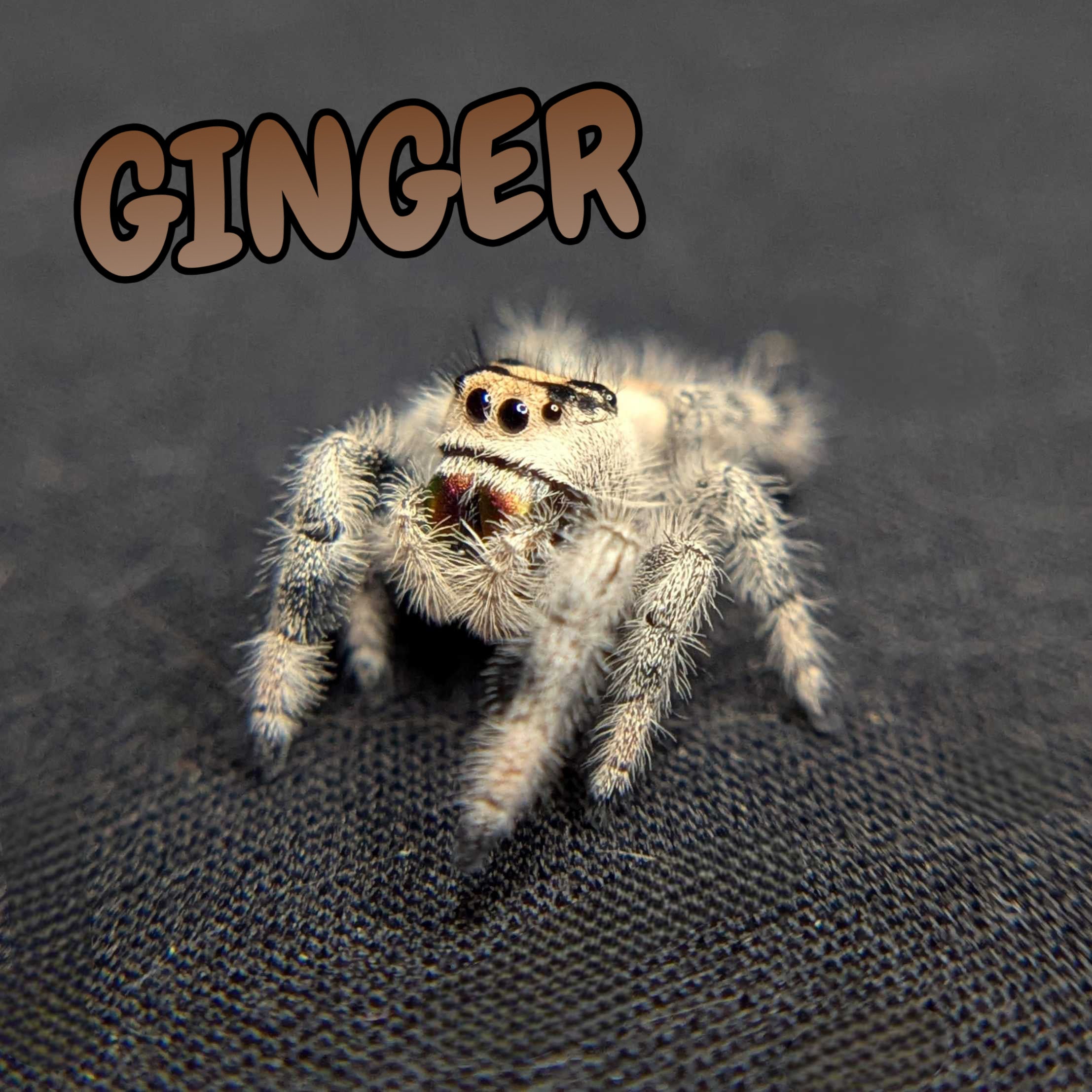 Regal Jumping Spider "Ginger"