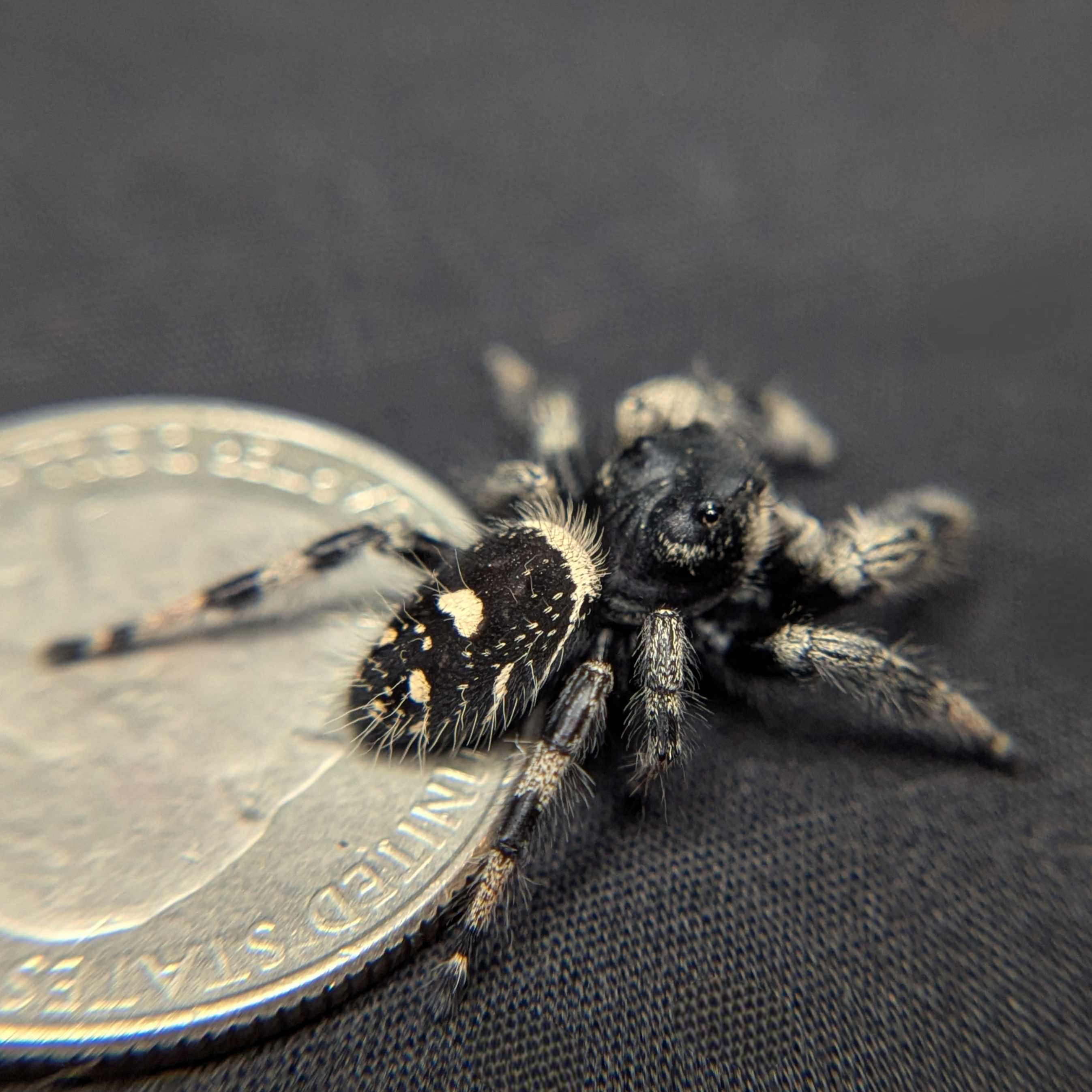 Regal Jumping Spider "Cheetah"