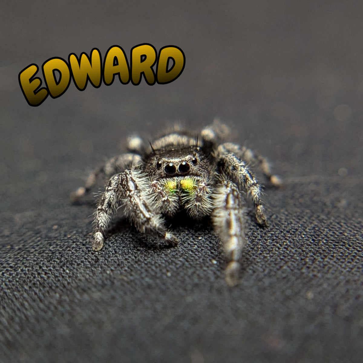 Audax Jumping Spider "Edward"