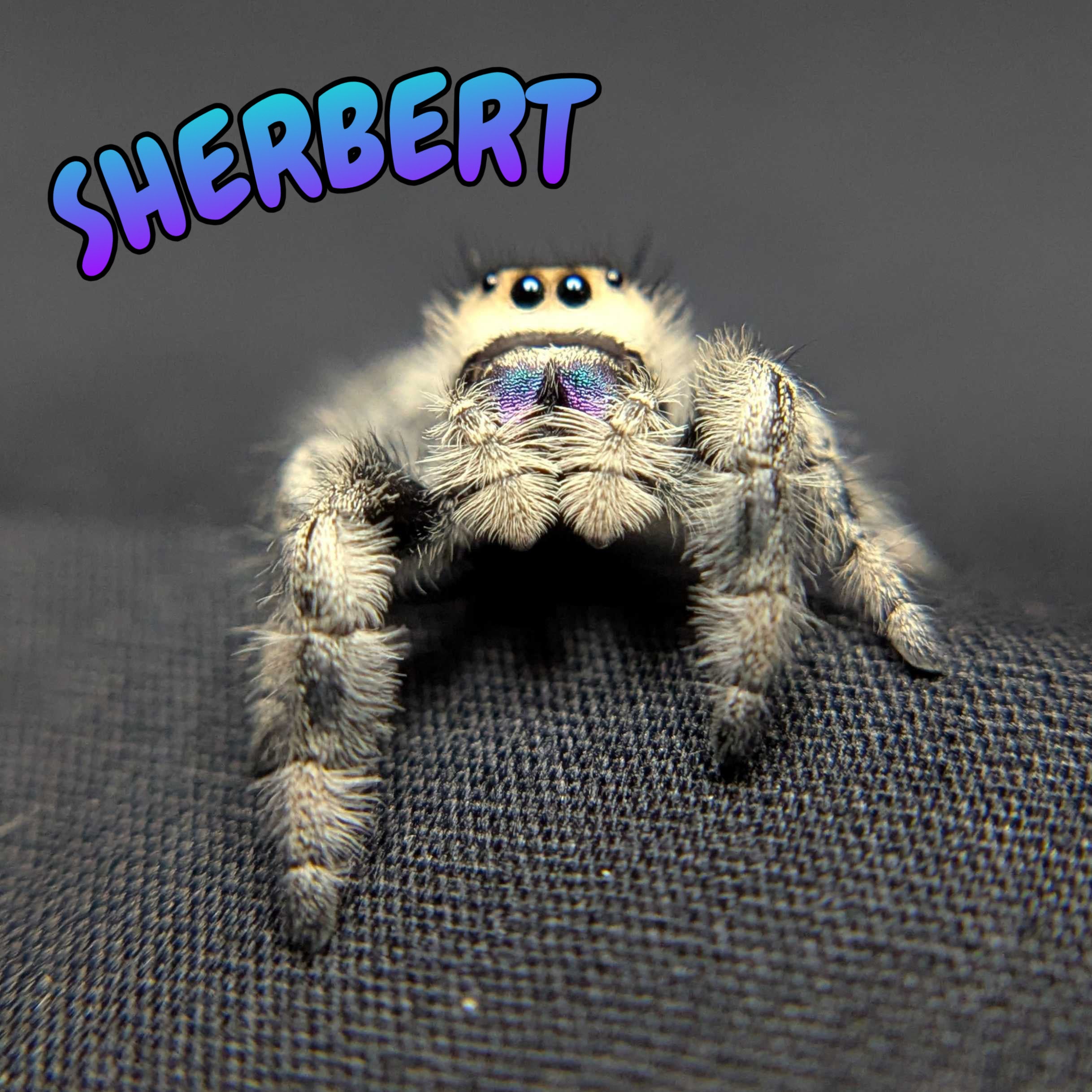 Regal Jumping Spider "Sherbert"