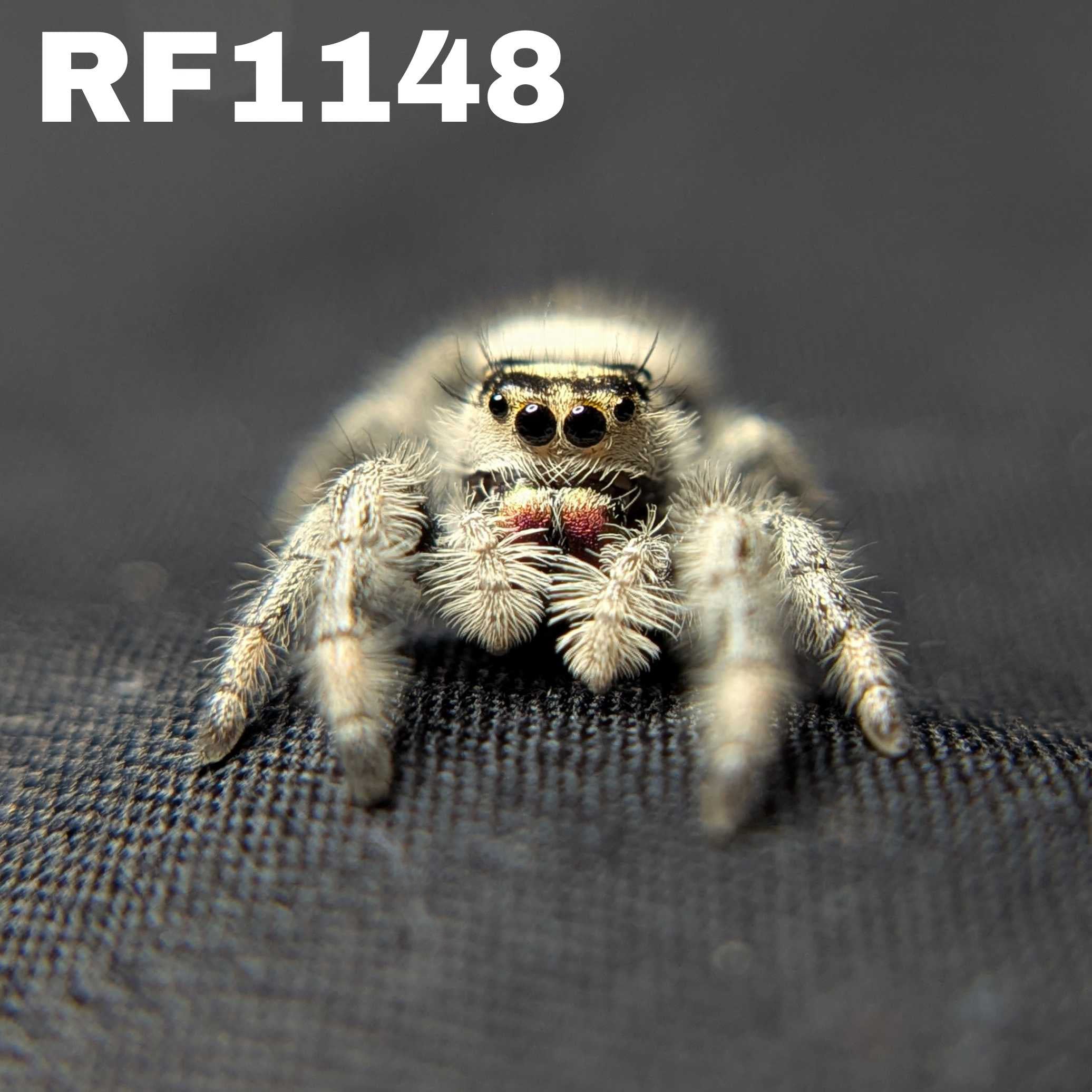 Regal Jumping Spider "Pecan"