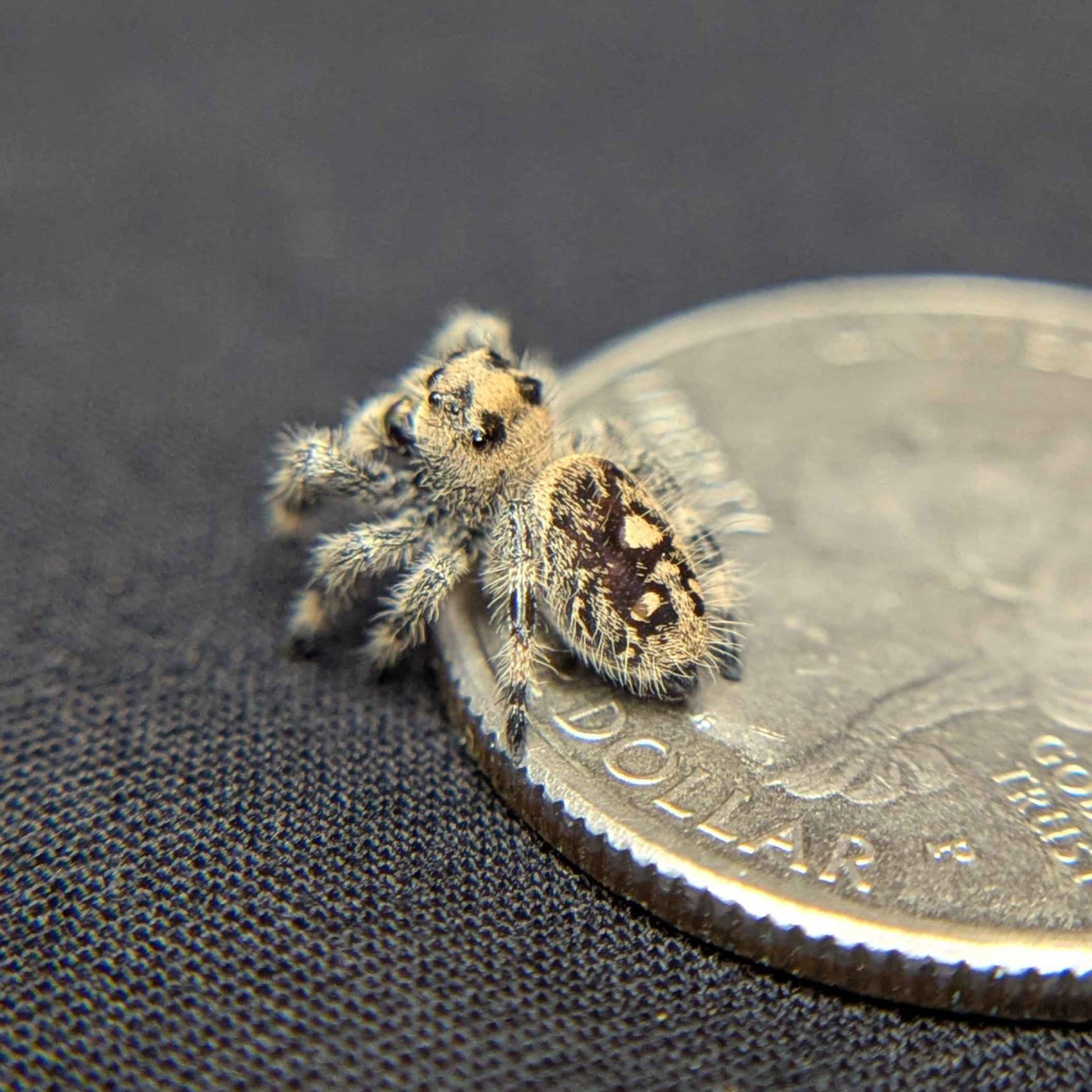 Regal Jumping Spider "Plum"