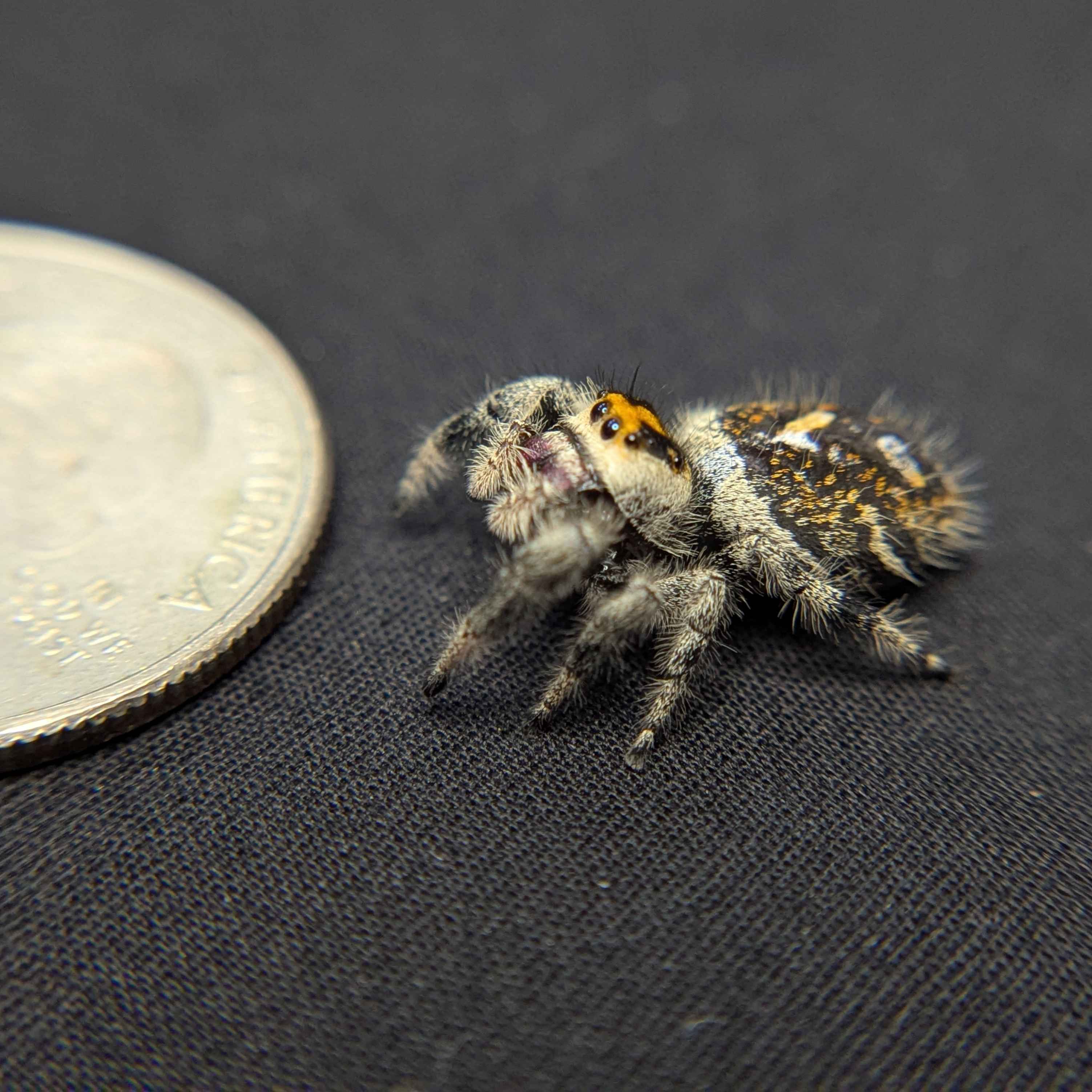 Regal Jumping Spider "Bengal Tiger"