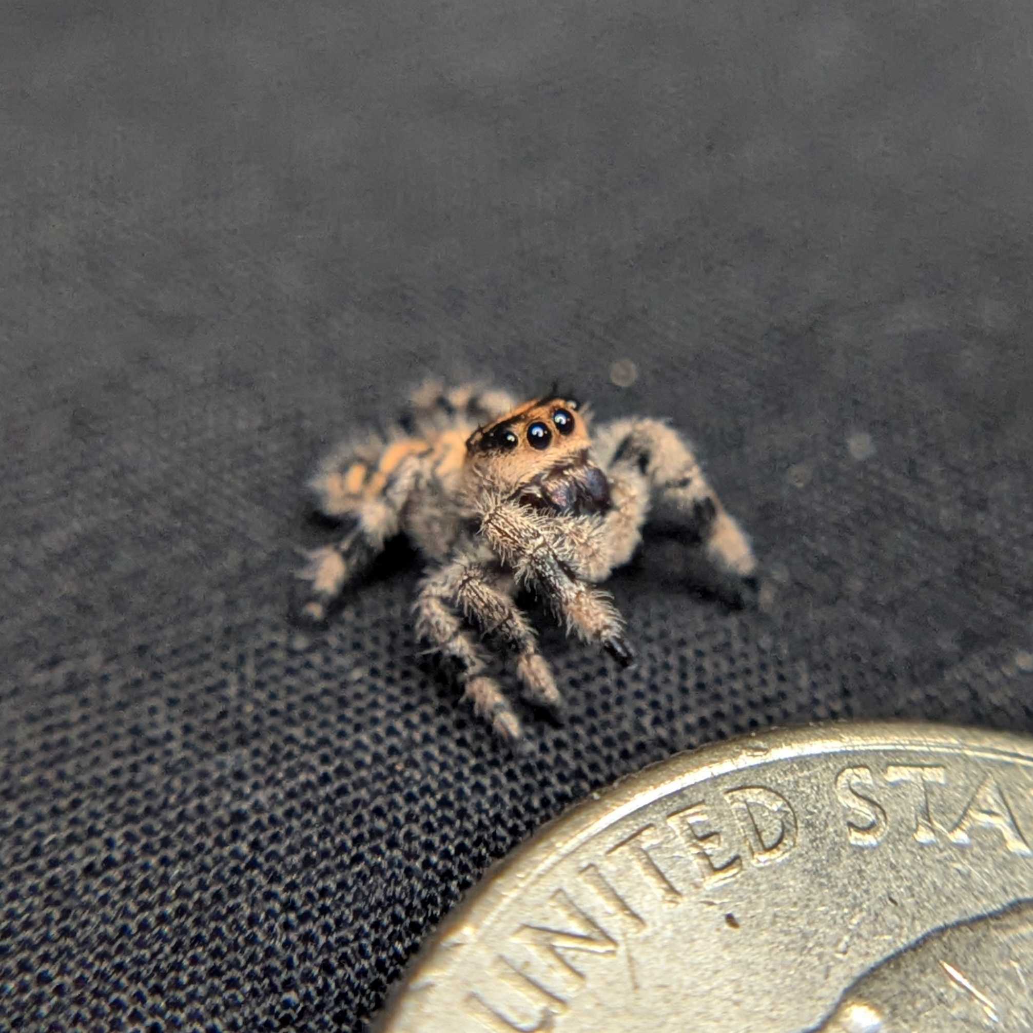 Regal Jumping Spider "Pinto"