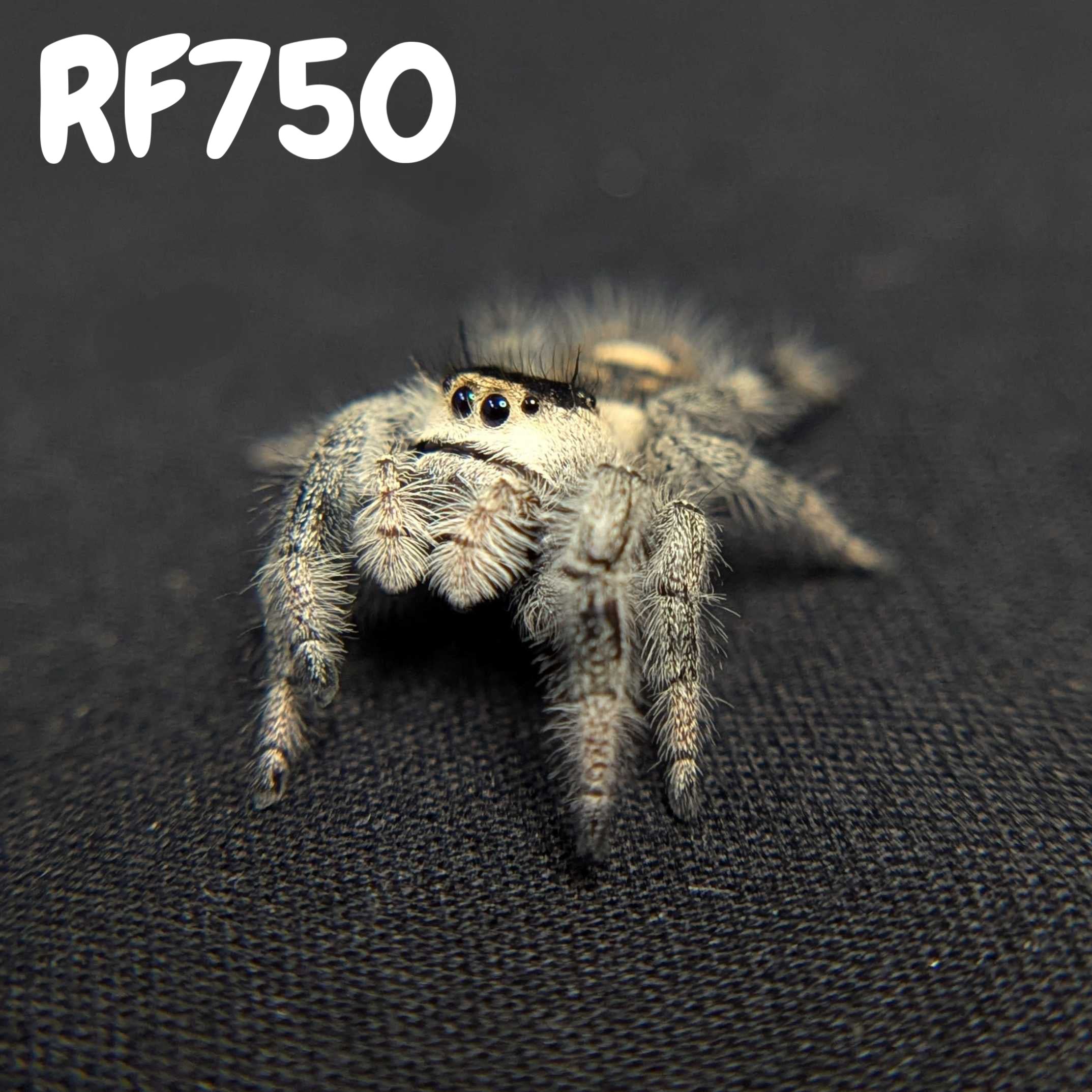 Regal Jumping Spider "Blanco"