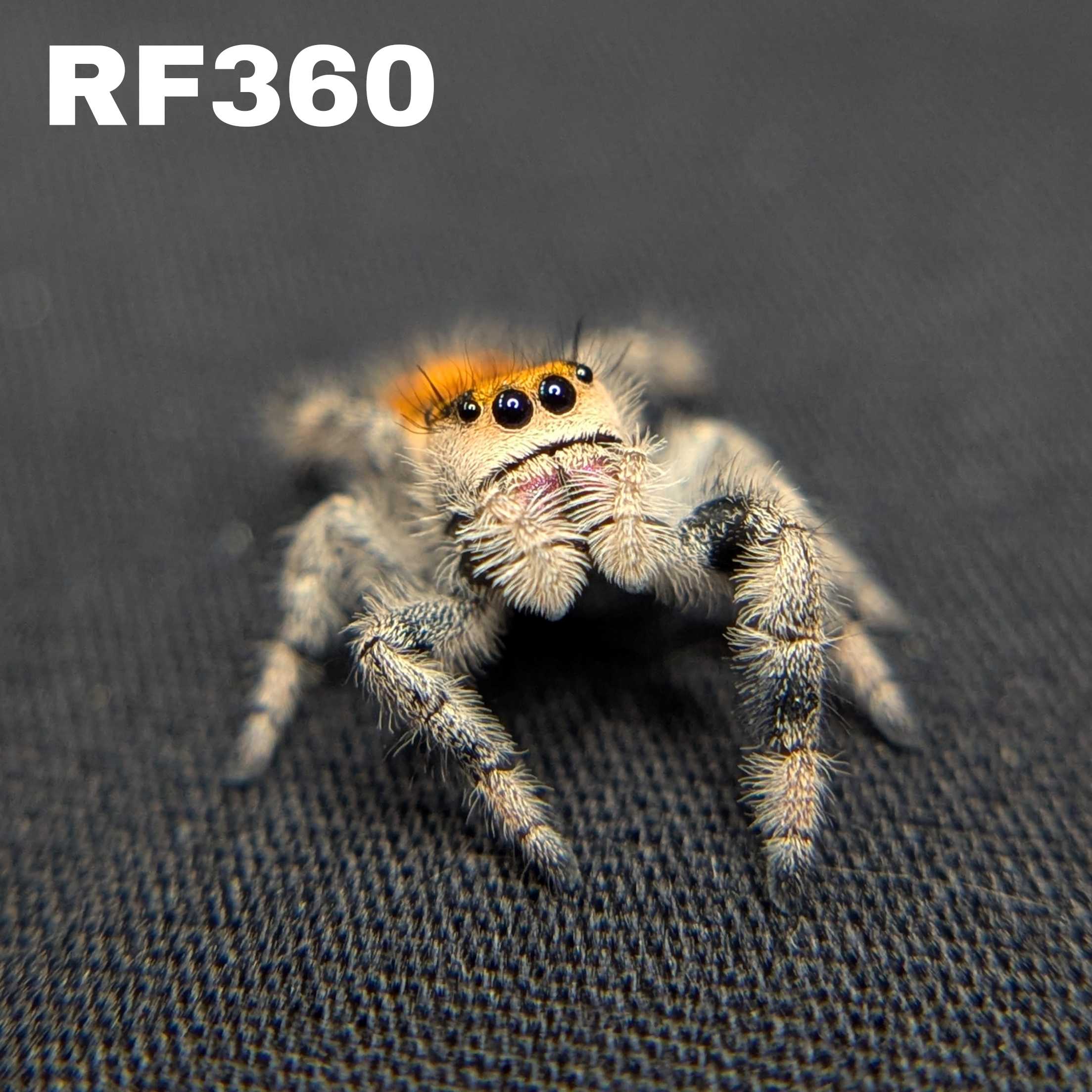 Regal Jumping Spider "Fire"