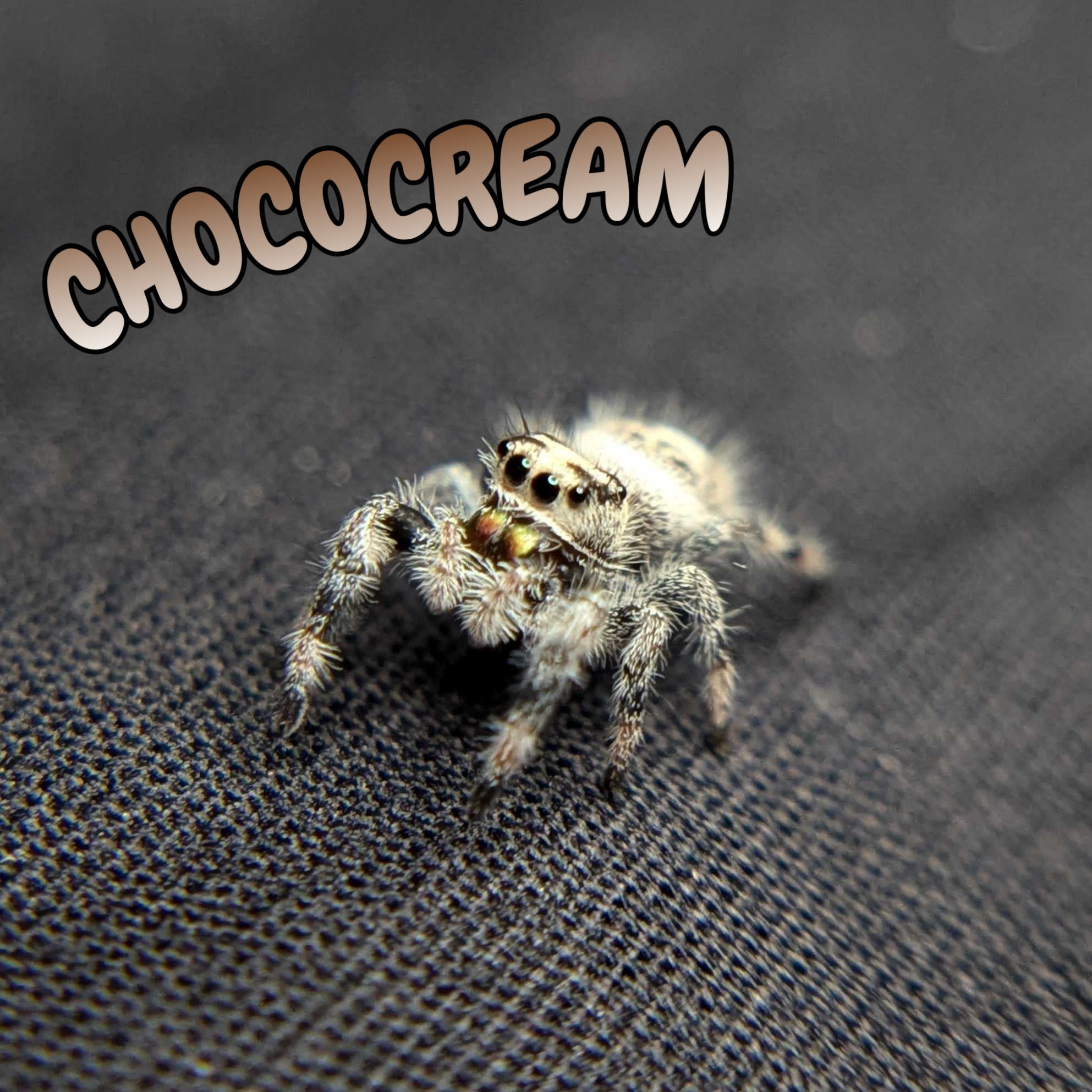Female Regal Jumping Spider Chococream