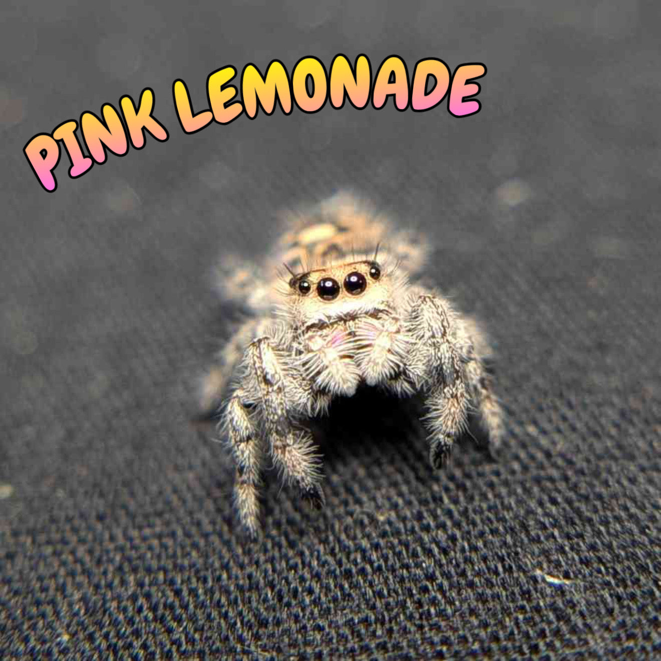Regal Jumping Spider "Pink Lemonade"