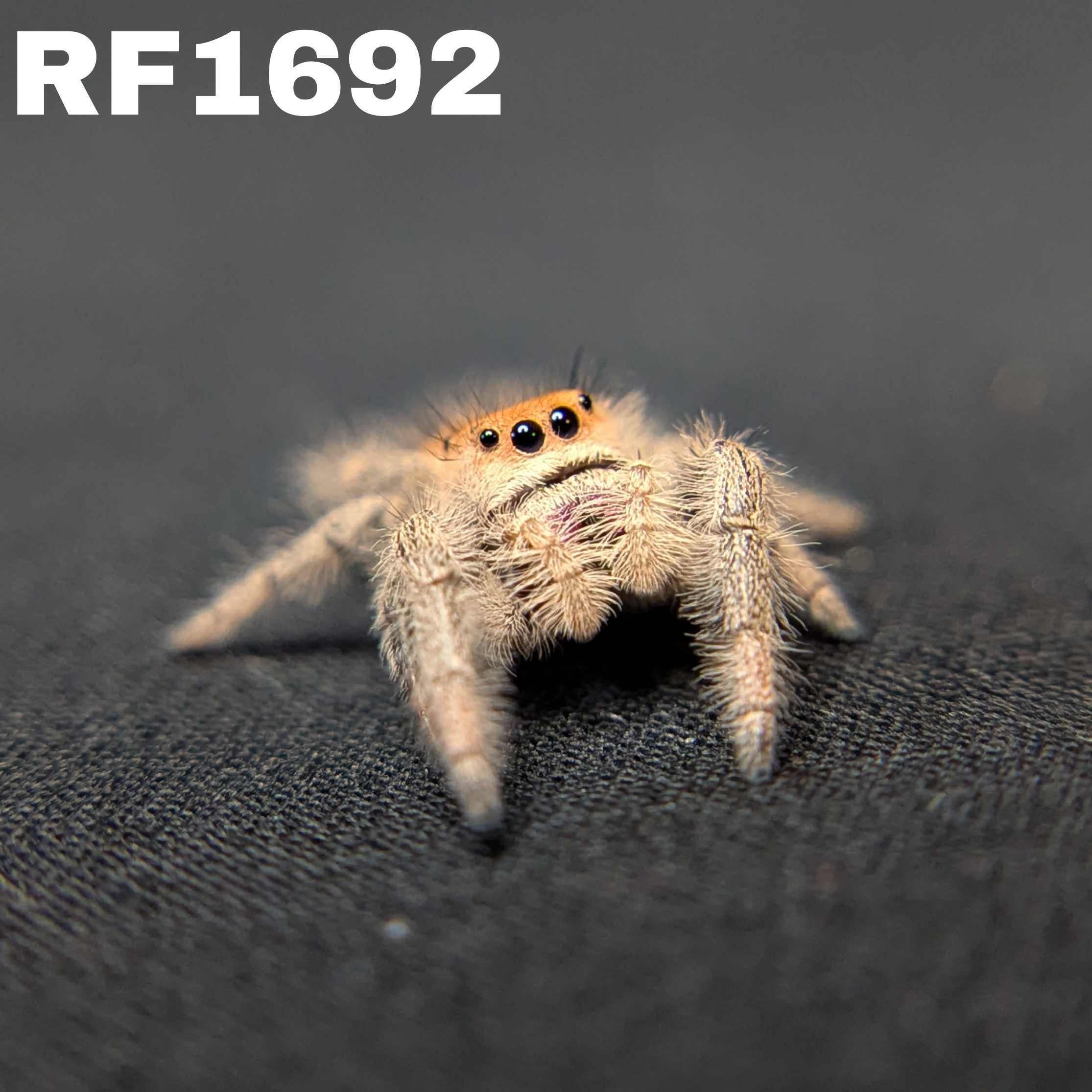 Regal Jumping Spider "Sahara"