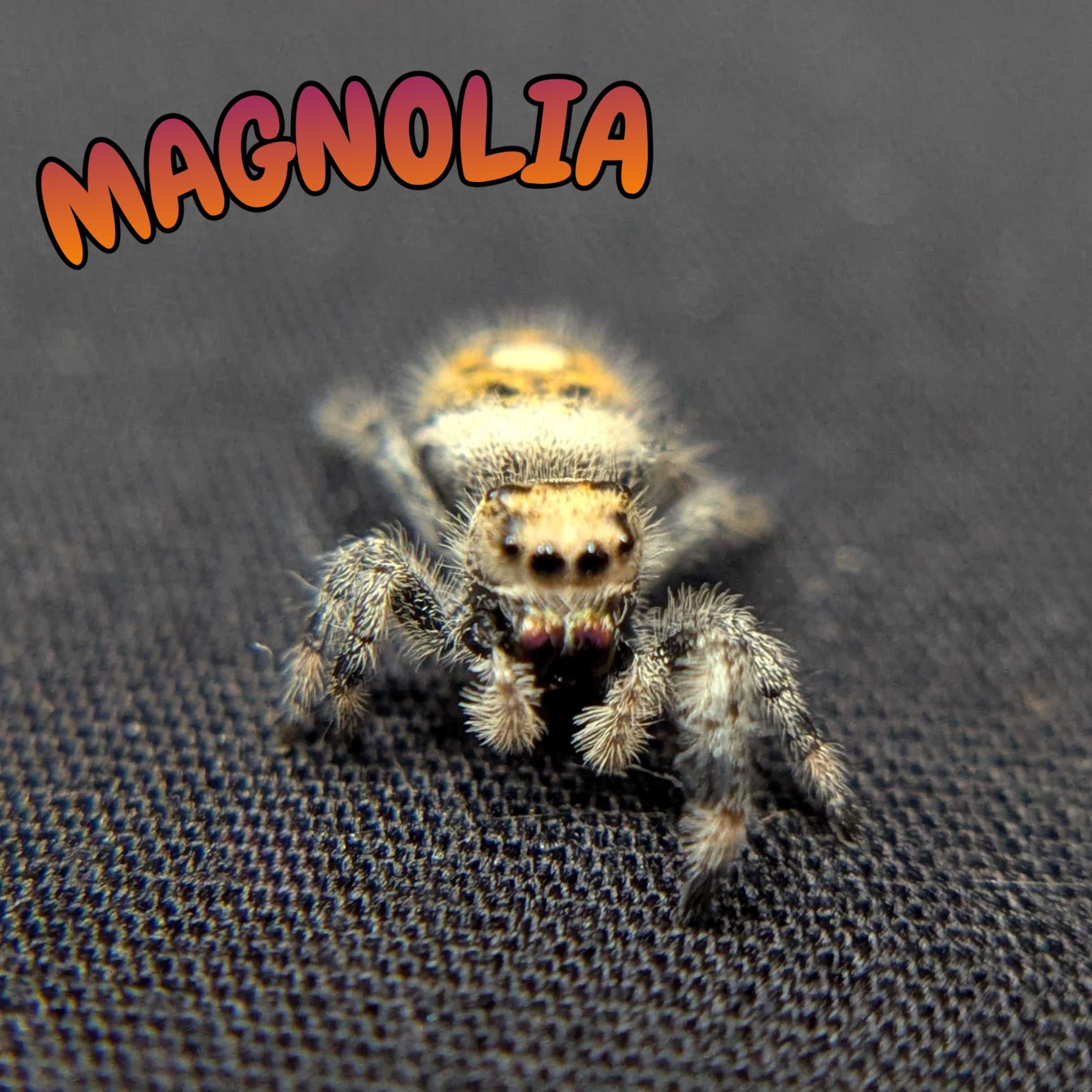 Regal Jumping Spider “Magnolia”
