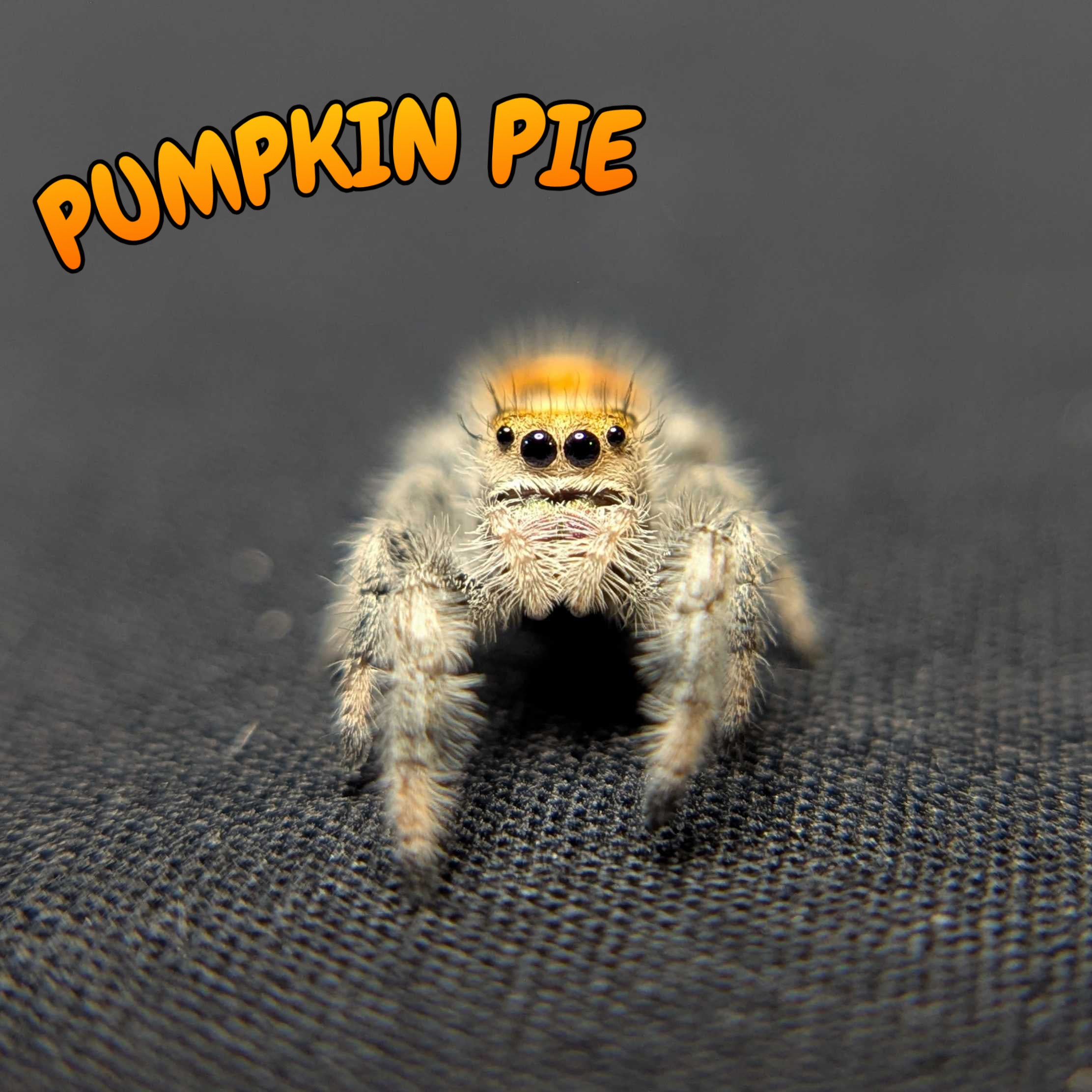 Regal Jumping Spider "Pumpkin Pie"