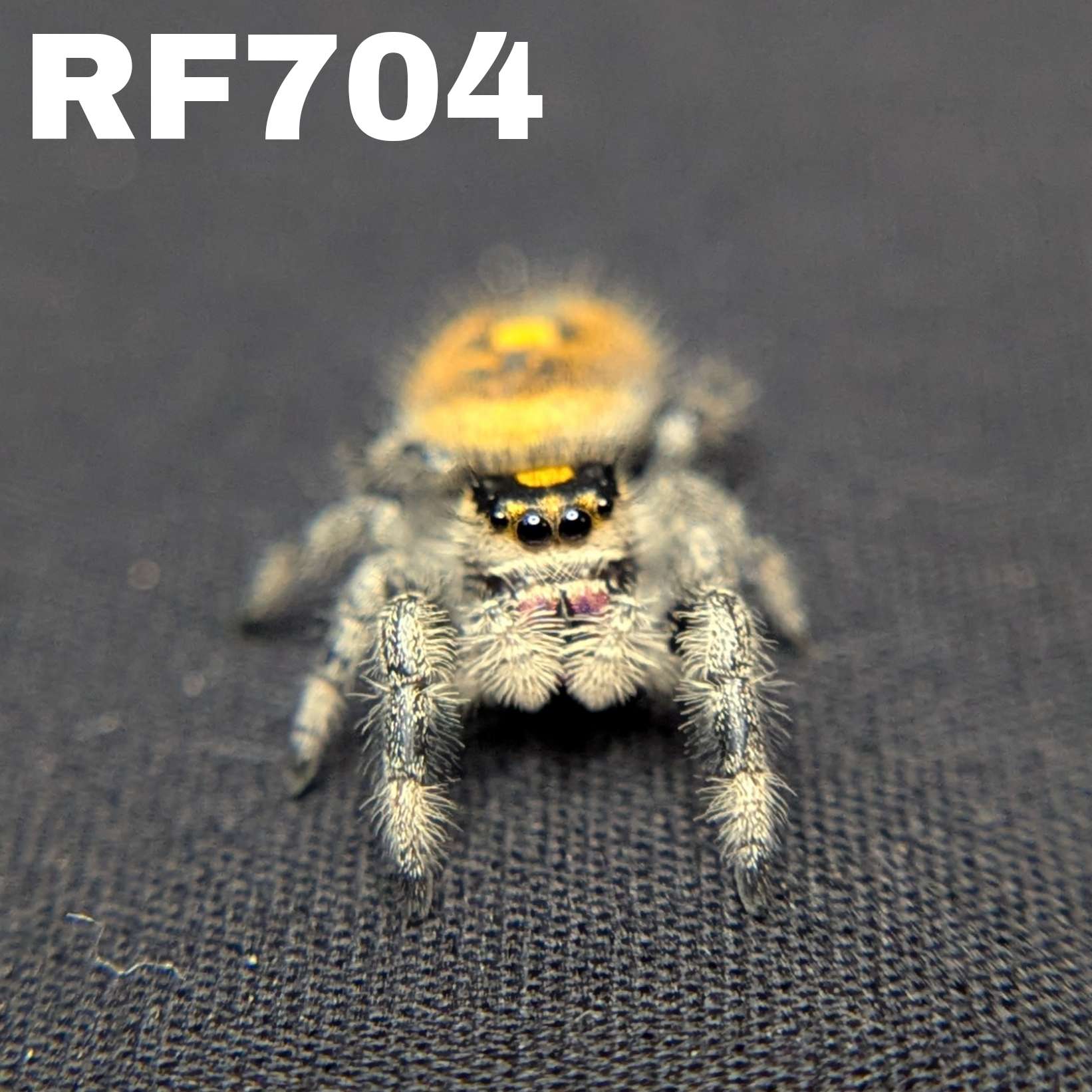 Regal Jumping Spider “Apricot”