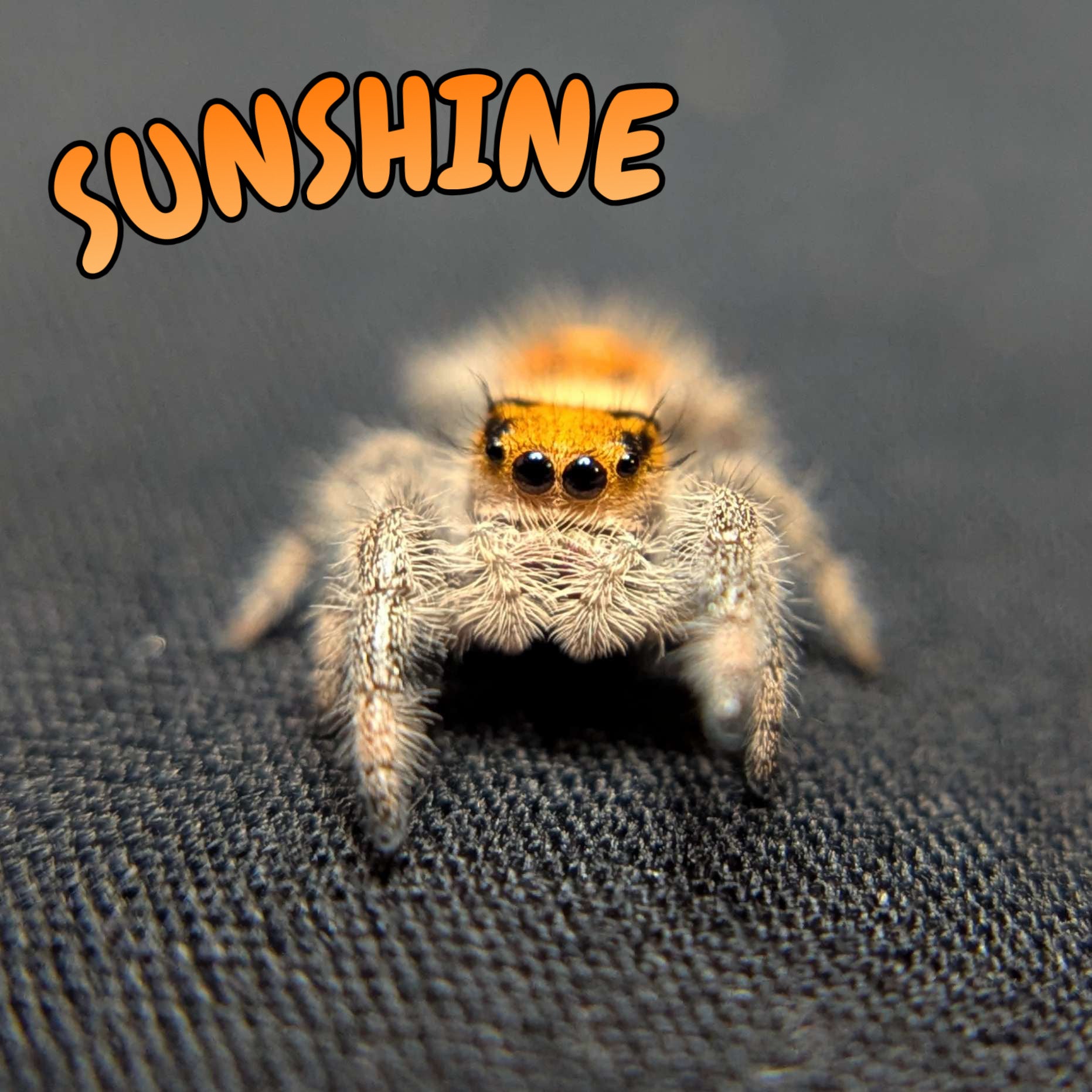 Regal Jumping Spider "Sunshine"