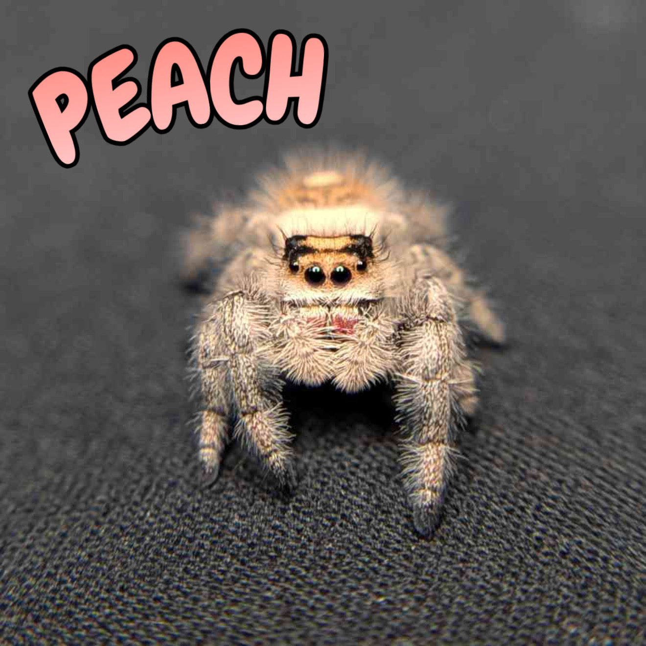 Regal Jumping Spider "Peach"