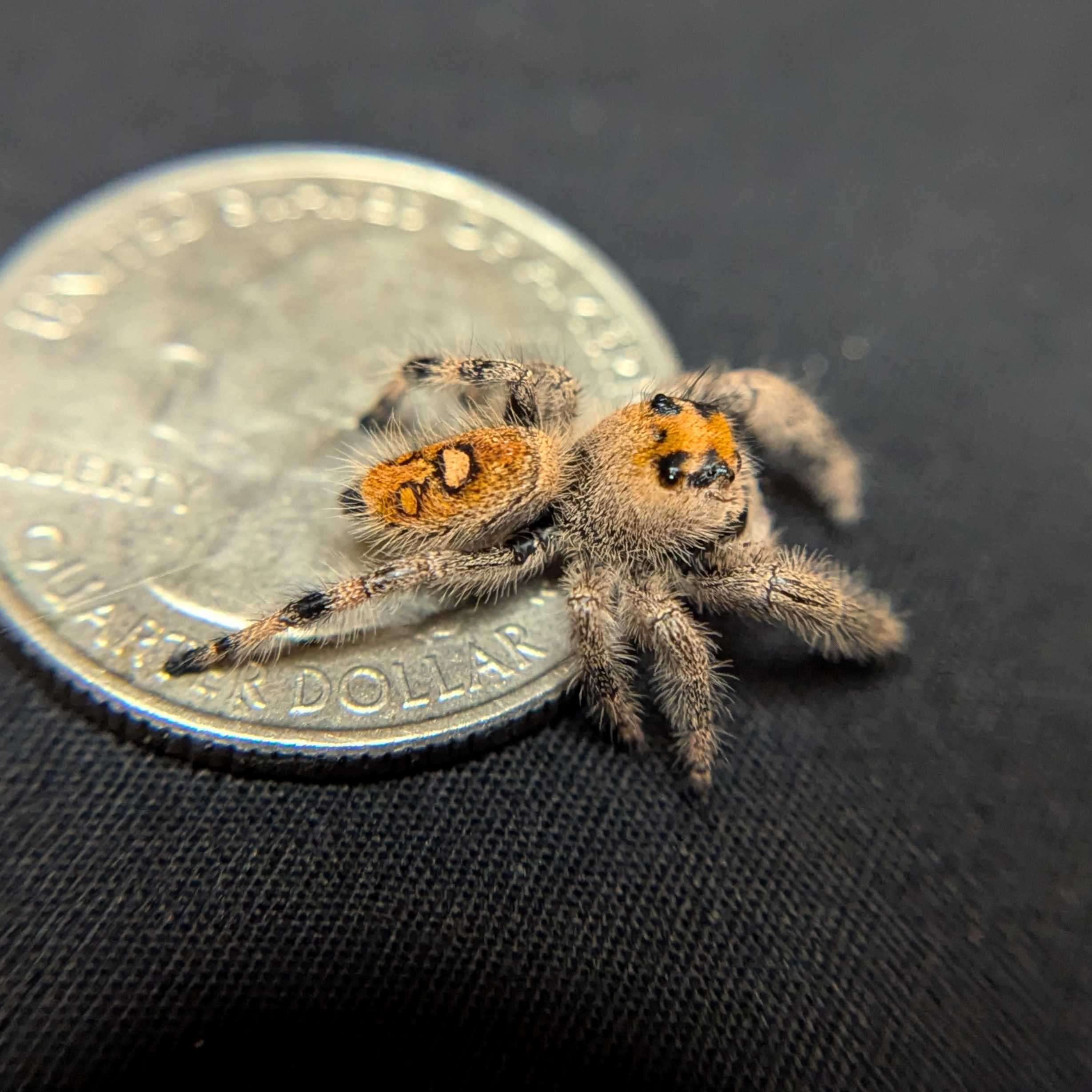 Regal Jumping Spider "Lilac"