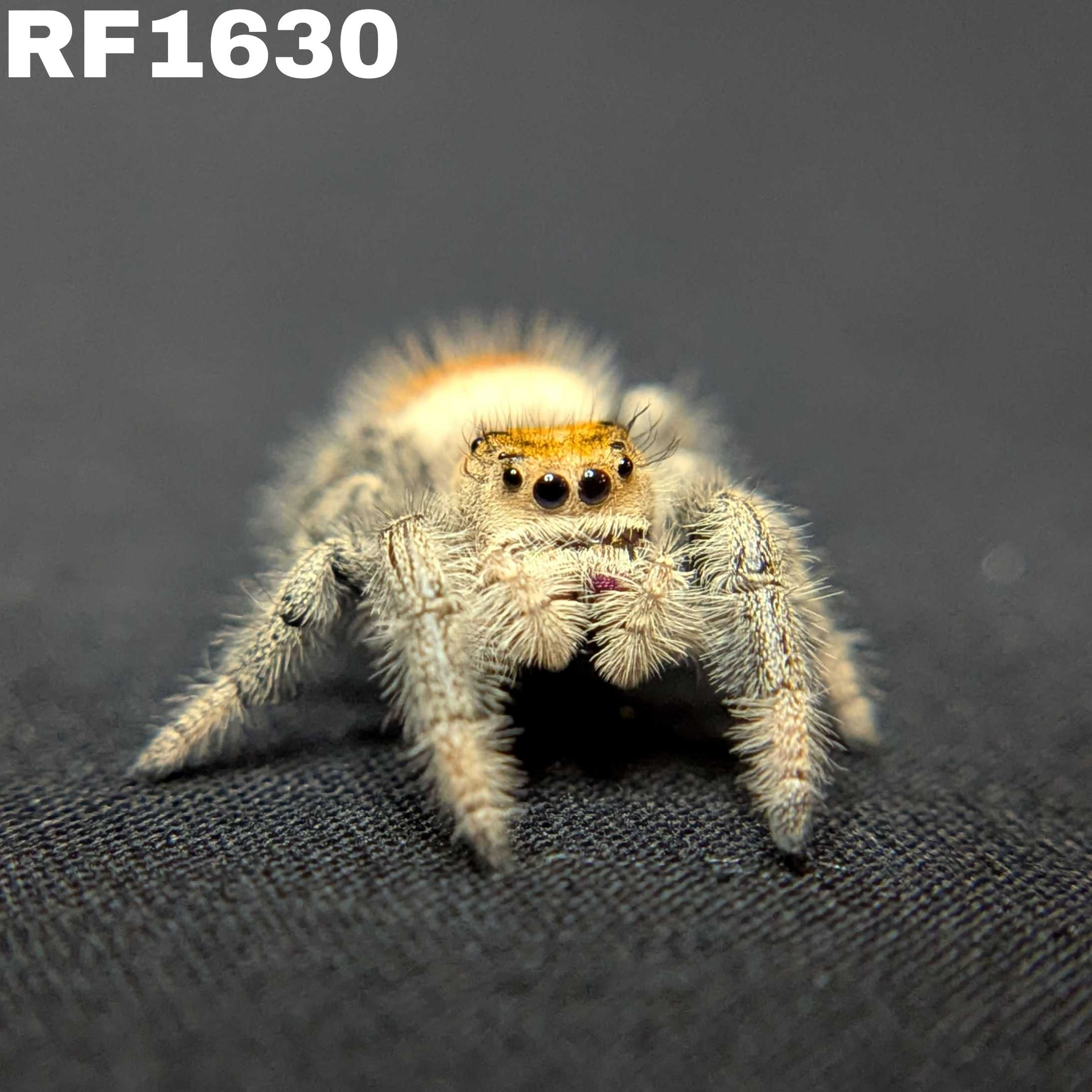 Regal Jumping Spider “Sangria”