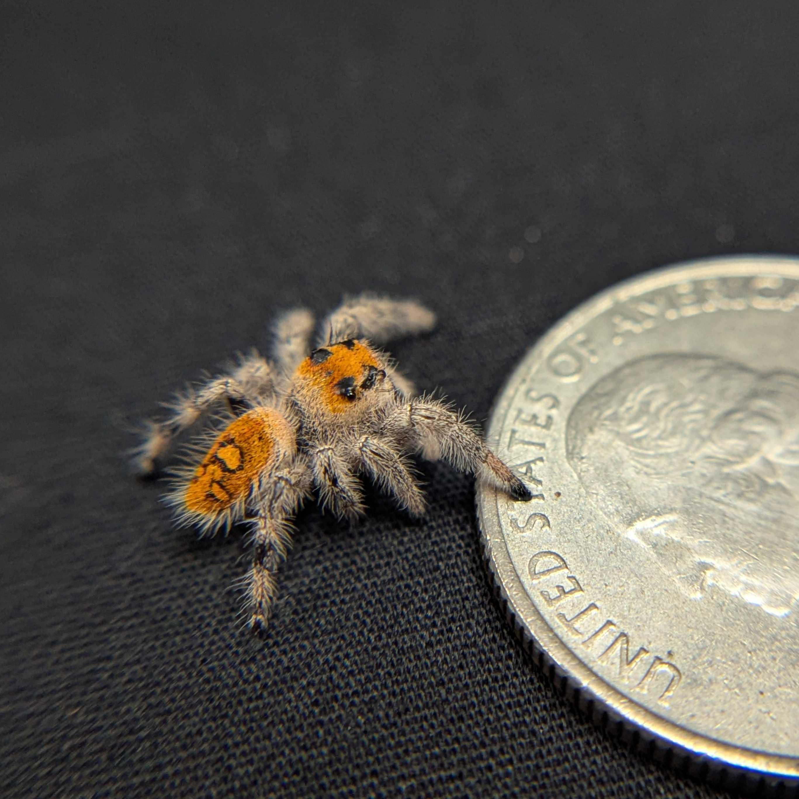 Regal Jumping Spider “Berry Biscuit”